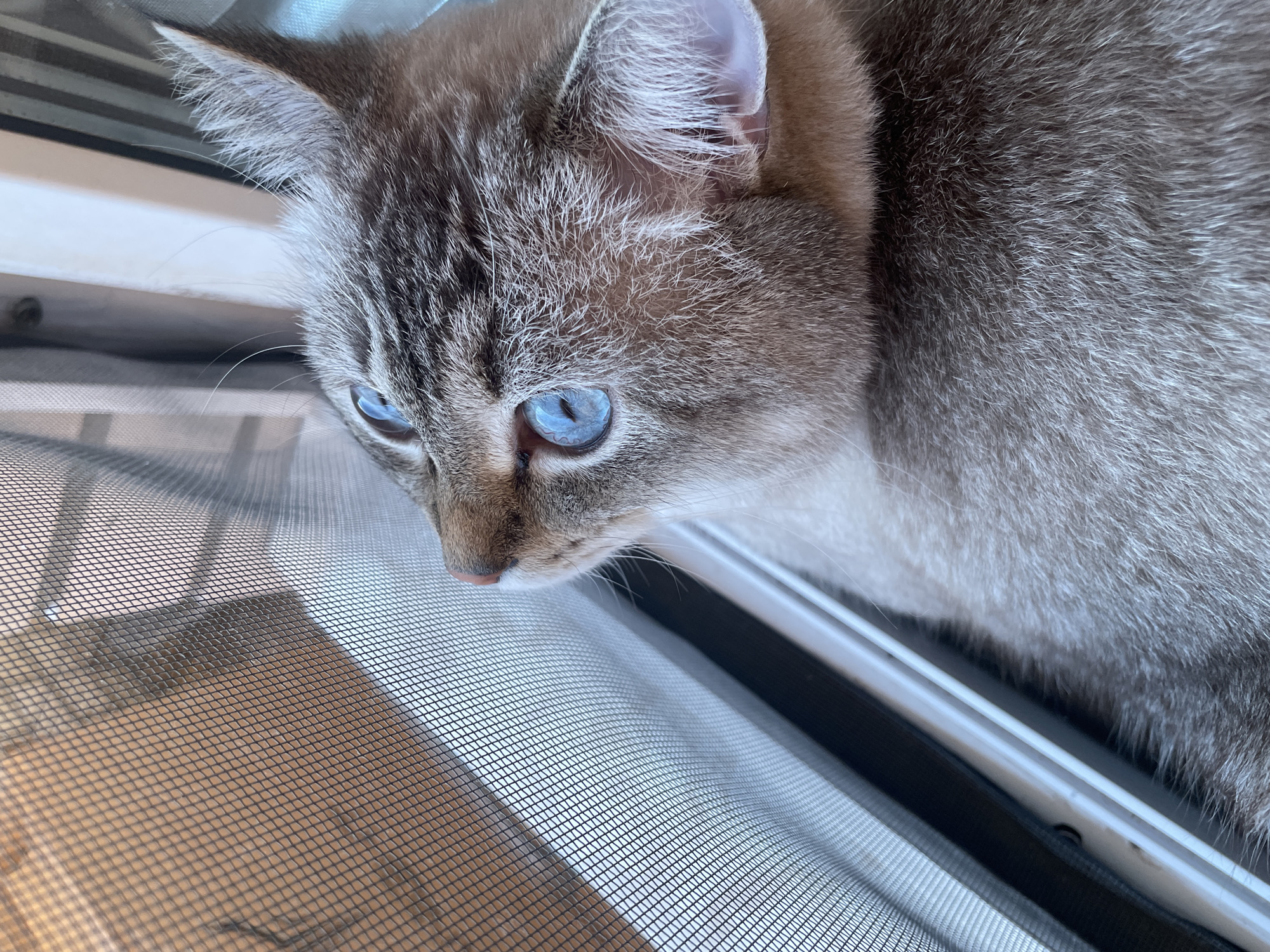 A close-up shot features a lynx-point Siamese cat with striking blue eyes looking downwards. The cat's fur is a blend of light brown and grey tabby markings on its face, with white fur on its chest. The cat appears to be looking through a window screen, which is visible in the foreground, creating a slightly blurred effect on the background.
The cat's expression is focused, possibly intrigued by something outside. The lighting suggests it's daytime, casting soft shadows. The background shows the frame of the window with a white and black edge. There are horizontal lines visible in the upper left corner, possibly blinds or a radiator.
The scene is set indoors, likely in a home, with the cat positioned near a window. The overall mood is peaceful and contemplative, highlighting the cat's natural curiosity. No visible text is present in the image. The location context of Votkinsk, Russia, does not provide specific visual cues within the image itself.