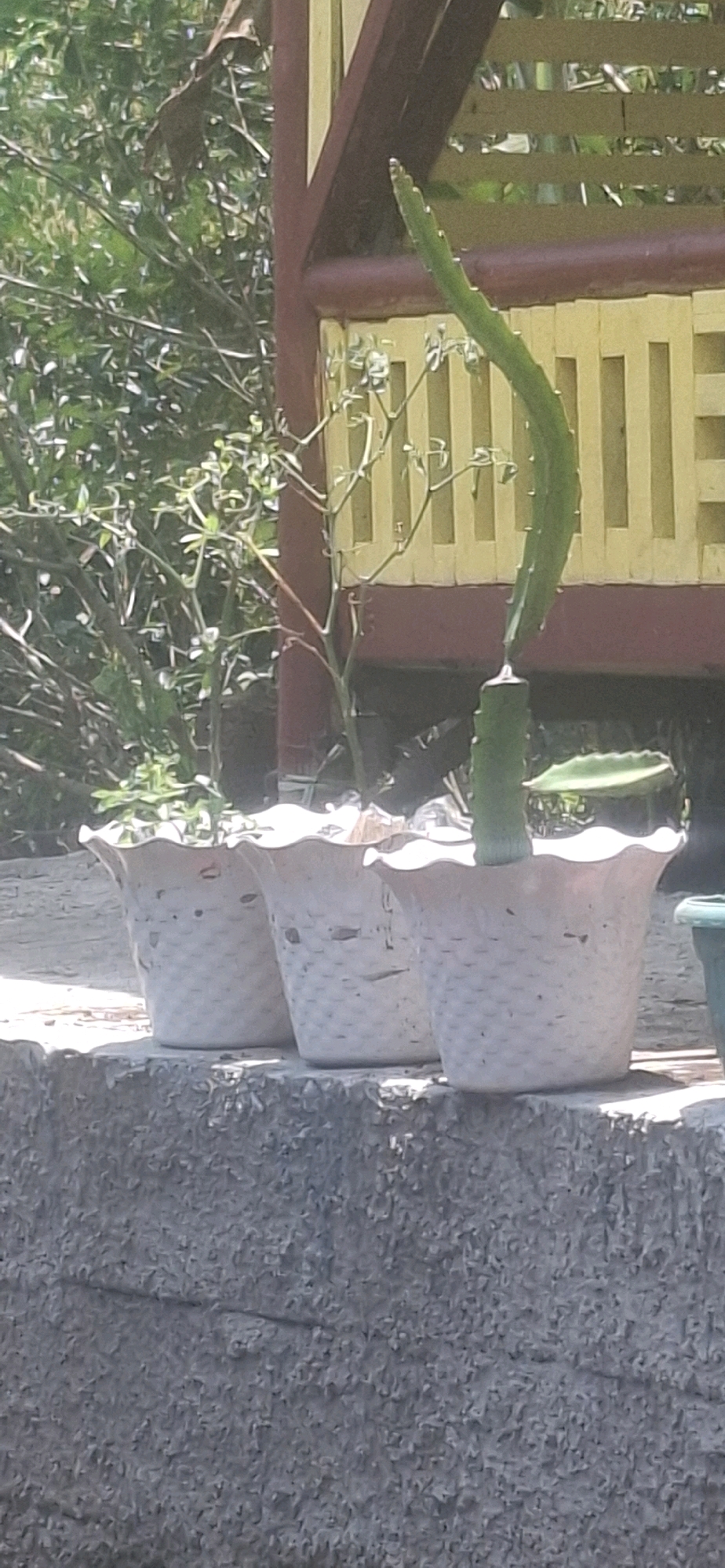 The image depicts a close-up outdoor scene, likely in Cilaku, Indonesia, focusing on three decorative planters arranged on a textured concrete ledge. The planters are light-colored with a woven pattern and wavy rims. The central planter contains a tall, green, segmented plant that curves to the right. The other two planters are also visible, with one to the left and part of another to the right, both containing smaller, less defined plants. Behind the planters, a section of a structure with yellow slats and dark red trim is visible, suggesting it might be part of a veranda or gazebo. Lush green foliage, likely trees and bushes, fills the background, indicating a garden or natural setting. The overall lighting suggests a sunny day.