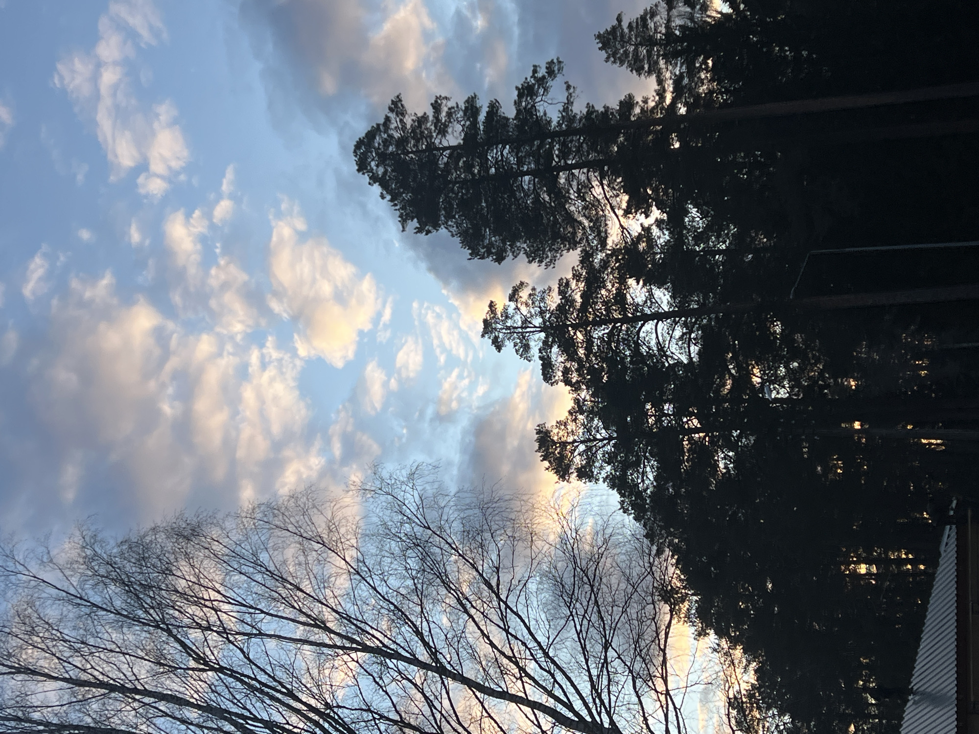 The image presents an upward view of a sky partially obscured by the silhouettes of trees, taken in Lesnoye, Russia. The scene captures a transition of light, likely during dawn or dusk.
The sky occupies the central and upper-left portions of the frame, displaying a serene mix of light blue and soft grey clouds. Many clouds are illuminated with gentle, warm hues of yellow and orange, suggesting the sun is low on the horizon, either rising or setting. Other cloud formations are darker and more diffused, casting soft shadows across the sky.
On the right side of the image, a dense cluster of tall, dark coniferous trees stands in stark silhouette against the lighter sky. Their branches and needles form an intricate, almost solid, dark mass, with glimpses of the brighter sky peeking through in places.
In the bottom-left and extending upwards, the delicate, bare branches of a deciduous tree are visible. These branches are much thinner and more intricate than the conifers, appearing as fine, dark lines against the softer blue and cloudy sky. Their leafless state suggests late autumn or winter.
A small section of what appears to be a building, possibly with corrugated siding or a roof, is subtly visible in the very bottom-right corner, peeking from behind the dense coniferous trees.
The overall impression is one of natural tranquility and the ephemeral beauty of transitional light, with no human activity or visible text present.