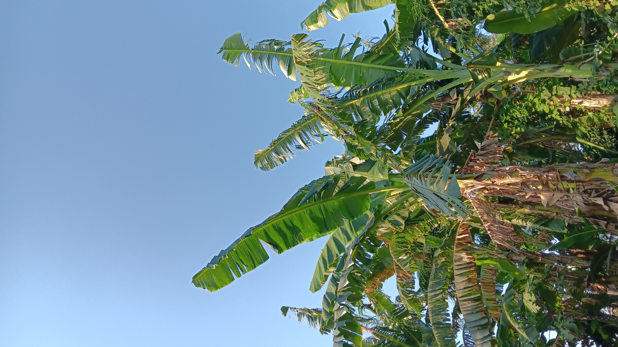 In Sonobekel, Indonesia, this image captures a cluster of banana trees against a clear blue sky. The banana trees are lush and green, with some leaves showing signs of age and drying. The sunlight illuminates the scene, casting shadows and highlighting the textures of the leaves and bark. The overall impression is one of natural abundance and a peaceful, tropical atmosphere.