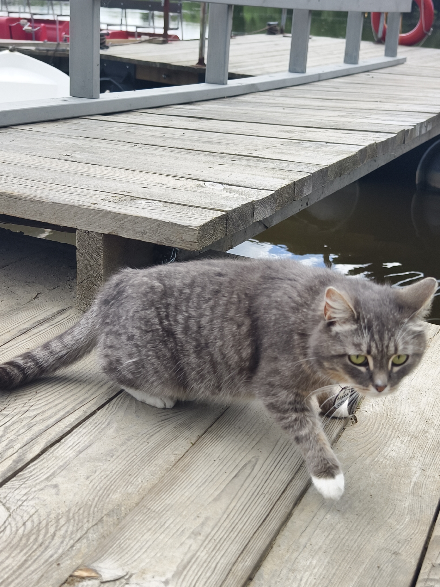 An adult, gray tabby cat with green eyes and a white right front paw is walking on a wooden pier over water. The cat is facing to the right of the frame, with its body angled towards the viewer. The pier is constructed of weathered wooden planks and extends towards the background, where railings and a red boat are visible. The water beneath the pier is dark and reflects the sky. The scene appears to be located in Онохино, Russia, likely a waterfront area.