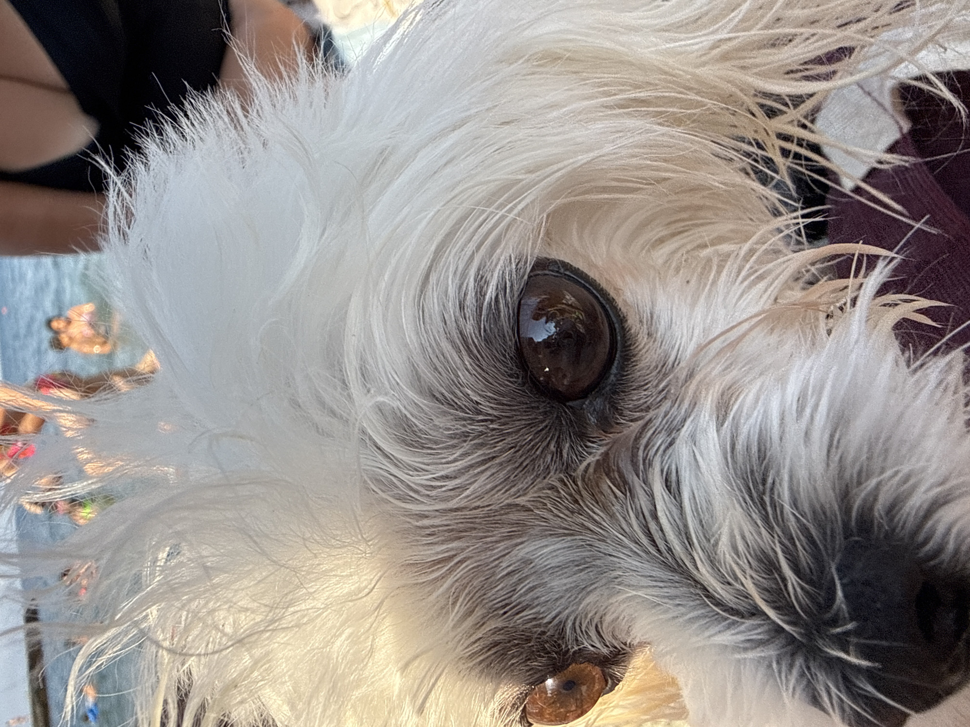 A close-up, eye-level, outdoor, daytime shot shows the face of a small white dog with light brown eyes, looking directly at the camera. The dog has shaggy, white fur with dark grey undercoat, which is slightly wet. Its left eye is in sharp focus, revealing reflections of people and the sea. In the background, out of focus, are several people wading in the sea, with a pier or jetty visible in the distance. The water appears calm. The scene is likely at a beach in Partenit, Ukraine, given the context provided by the user.
