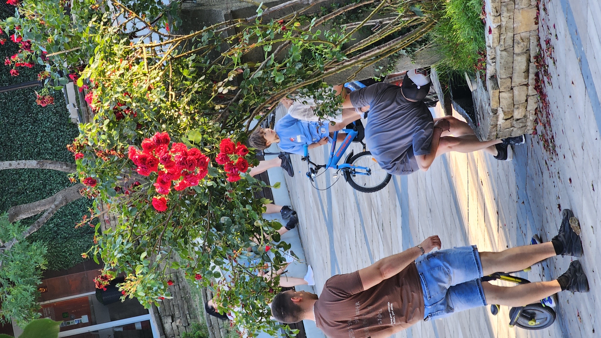 The image depicts an outdoor scene with several individuals and a rose bush in bloom. In the foreground, a man wearing a brown t-shirt and blue denim shorts is standing, facing away from the camera. To his left, a small yellow and black balance bike is visible. Further into the scene, a young boy in a blue t-shirt and shorts sits on a blue bicycle. A man in a grey t-shirt and black cap is bent over a stone planter, possibly tending to it or retrieving something. In the background, other people are partially visible, along with a brick wall and a building. The environment appears to be a park or a public area with paved pathways and greenery. The rose bush, with its vibrant red flowers, is a prominent feature of the composition. The lighting suggests it is daytime, with sunlight illuminating parts of the scene. The location is identified as the city of Karlovo, Bulgaria.