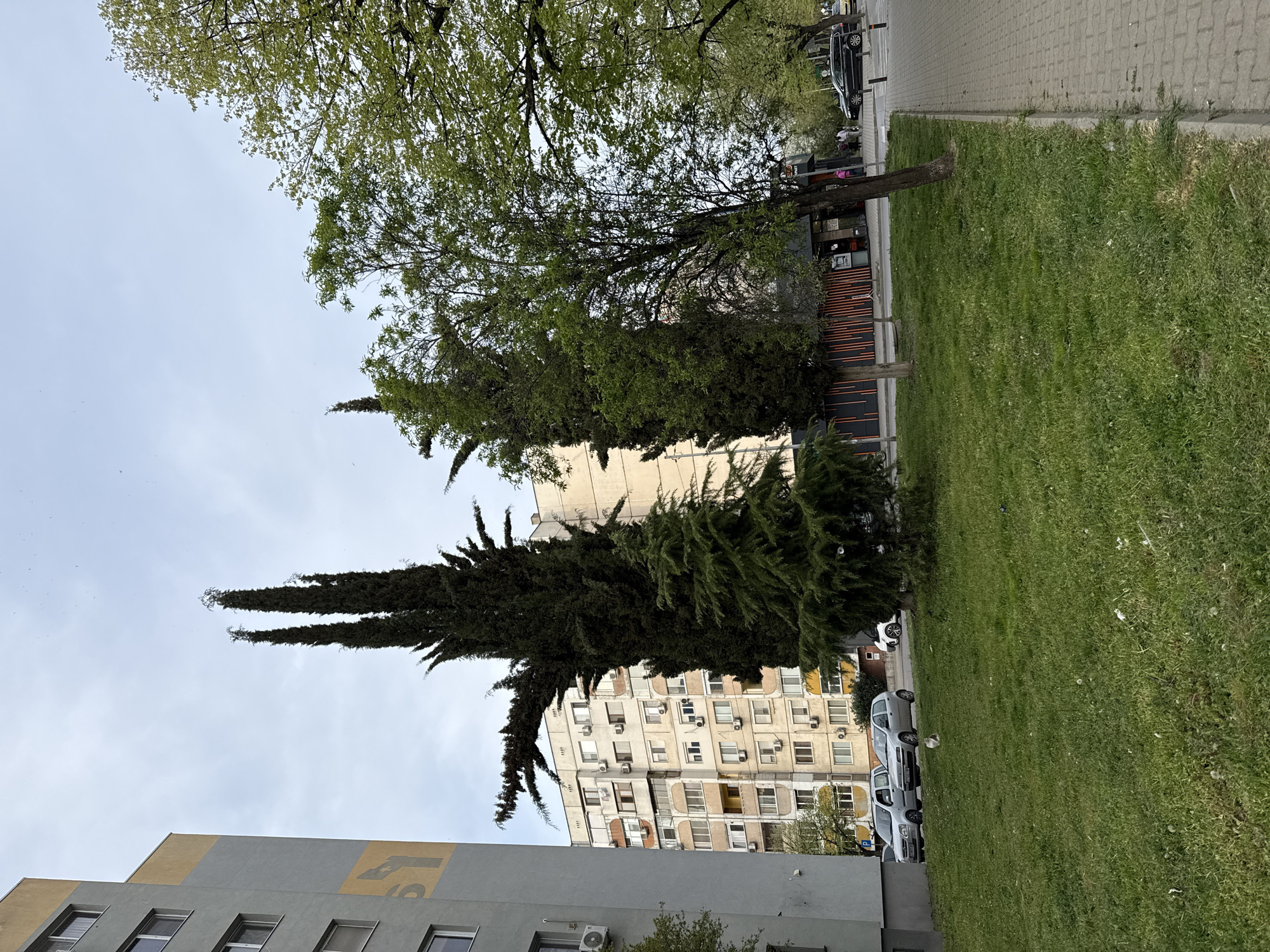 The image depicts an urban landscape in Stara Zagora, Bulgaria, under an overcast sky during daytime. A wide, well-maintained grassy area occupies the right side of the frame, bordered by a paved sidewalk and a street. Several tall, slender, dark green coniferous trees stand prominently in the mid-ground, with their spiky forms reaching upwards. Above them, and framing the top and upper left of the scene, are deciduous trees with light green, newly unfurled leaves, indicating springtime.
In the background, multi-story residential buildings are visible. A modern grey building on the far left features a distinctive yellow-gold band at its top, displaying a large, partially visible, stylized letter or number that appears to be "L5" or "LS". Behind the coniferous trees, an older, light-colored apartment block shows multiple windows, balconies, and numerous external air conditioning units, characteristic of the region's architecture.
Several cars are parked along the street; a dark vehicle is visible in the upper right, and lighter-colored cars are parked near the buildings. A few indistinct human figures can be vaguely made out on the sidewalk in one of the cropped hints, but no specific activity is clearly discernable in the main image. The sky is a uniform light grey, suggesting cloudy weather. Small specks, possibly birds or insects, are scattered across the sky. The scene is quiet and typical of a residential city environment.