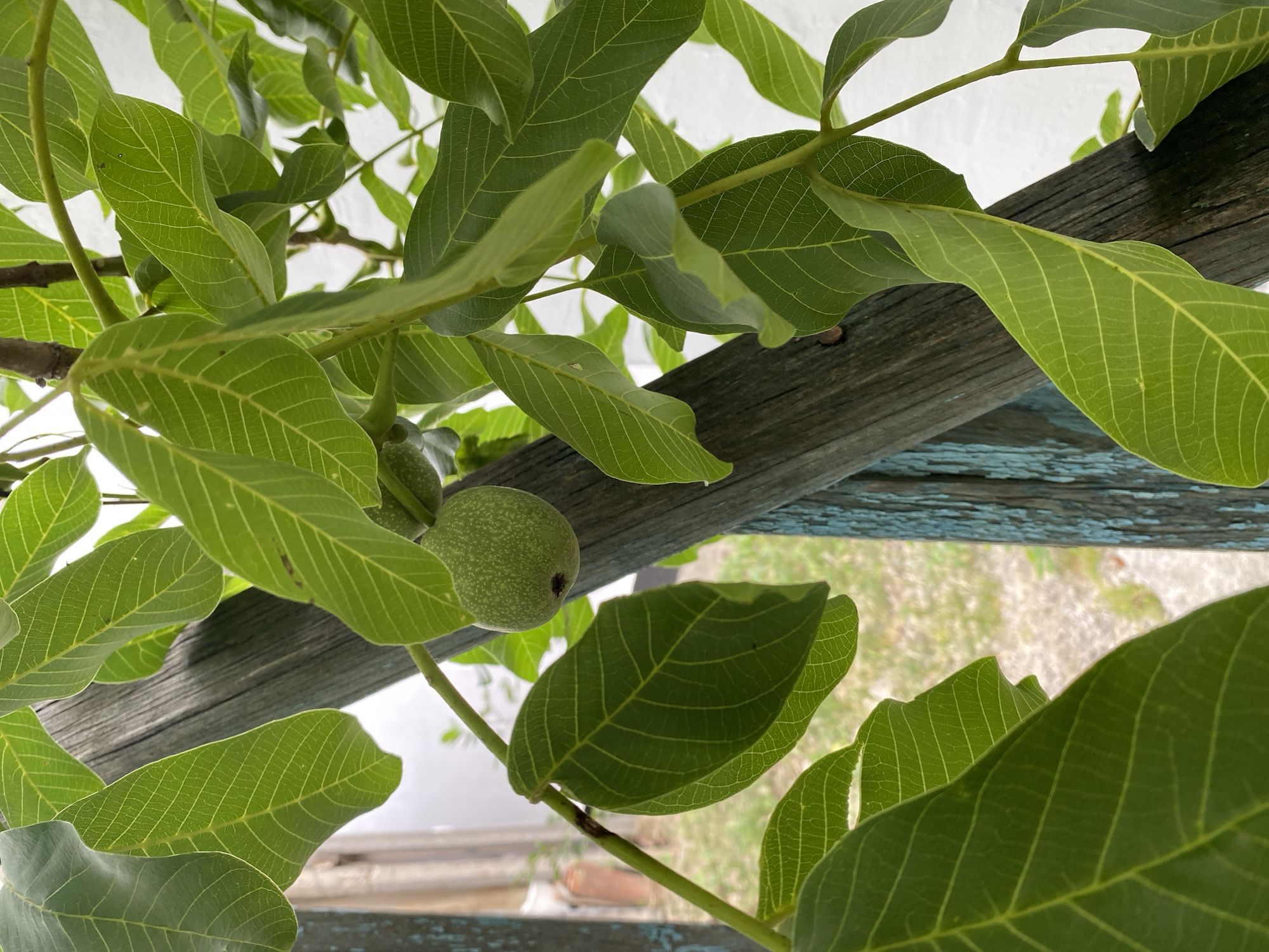 This image shows a close-up of green walnut leaves and a developing walnut against a blurred background. A weathered, weathered blue wooden post runs diagonally through the frame, with some texture visible on its surface. The leaves are vibrant green with clearly defined veins and appear to be part of a tree or shrub. A single, small, green walnut is visible hanging from a stem amongst the leaves. The background is out of focus, showing a hint of a lighter-colored structure and some ground cover. The overall impression is a natural, outdoor scene, possibly in a garden or yard within the Зыбинское сельское поселение, Ukraine.