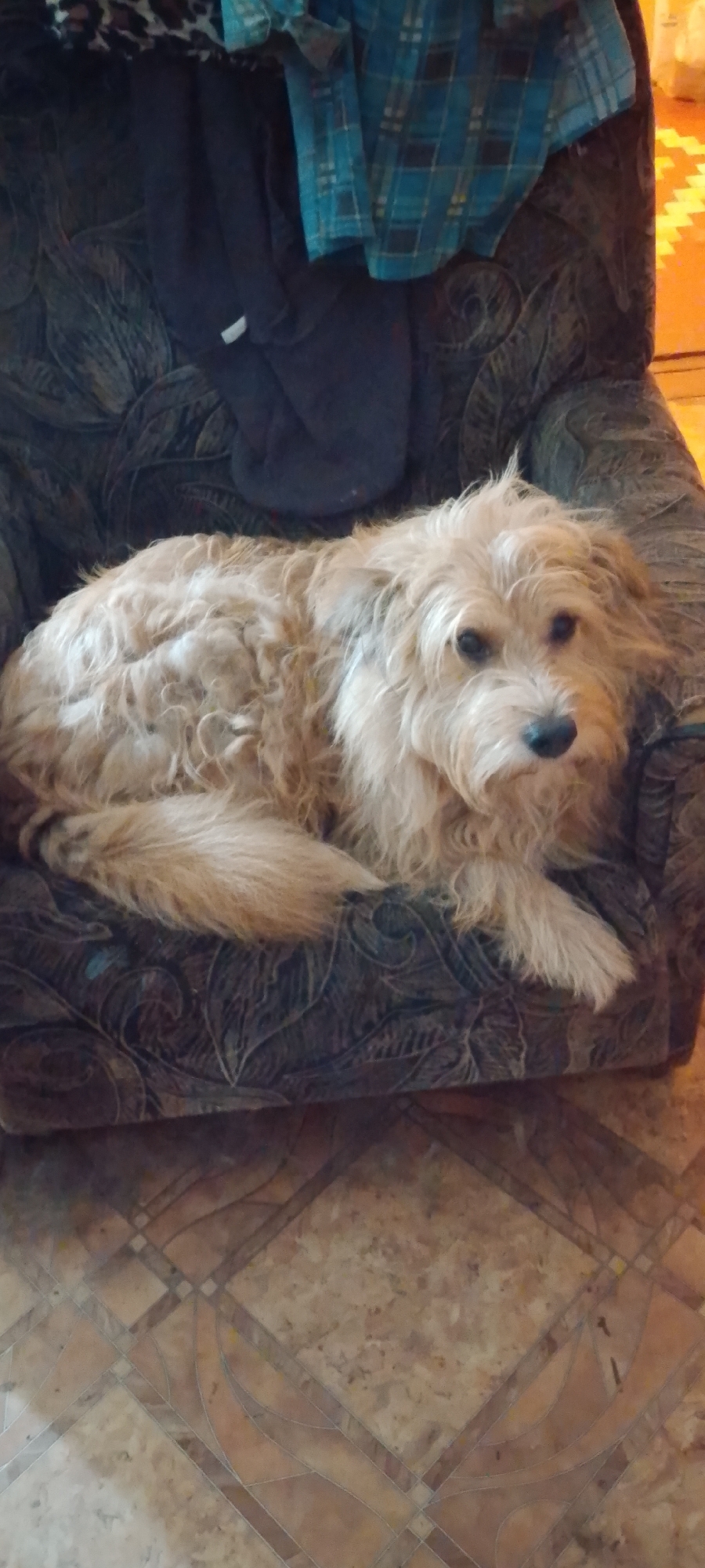 A tan-colored, medium-haired dog is lying on a textured brown armchair. The dog is positioned with its body facing left, its head turned towards the camera. The armchair has a patterned upholstery, possibly floral or paisley. On the back of the armchair, there are some garments, including a dark blue garment and a blue and black plaid shirt. The flooring beneath the armchair appears to be tiled in shades of brown and beige with a geometric pattern. The overall lighting suggests an indoor setting. There is no information to indicate the location in Belgorod, Russia.