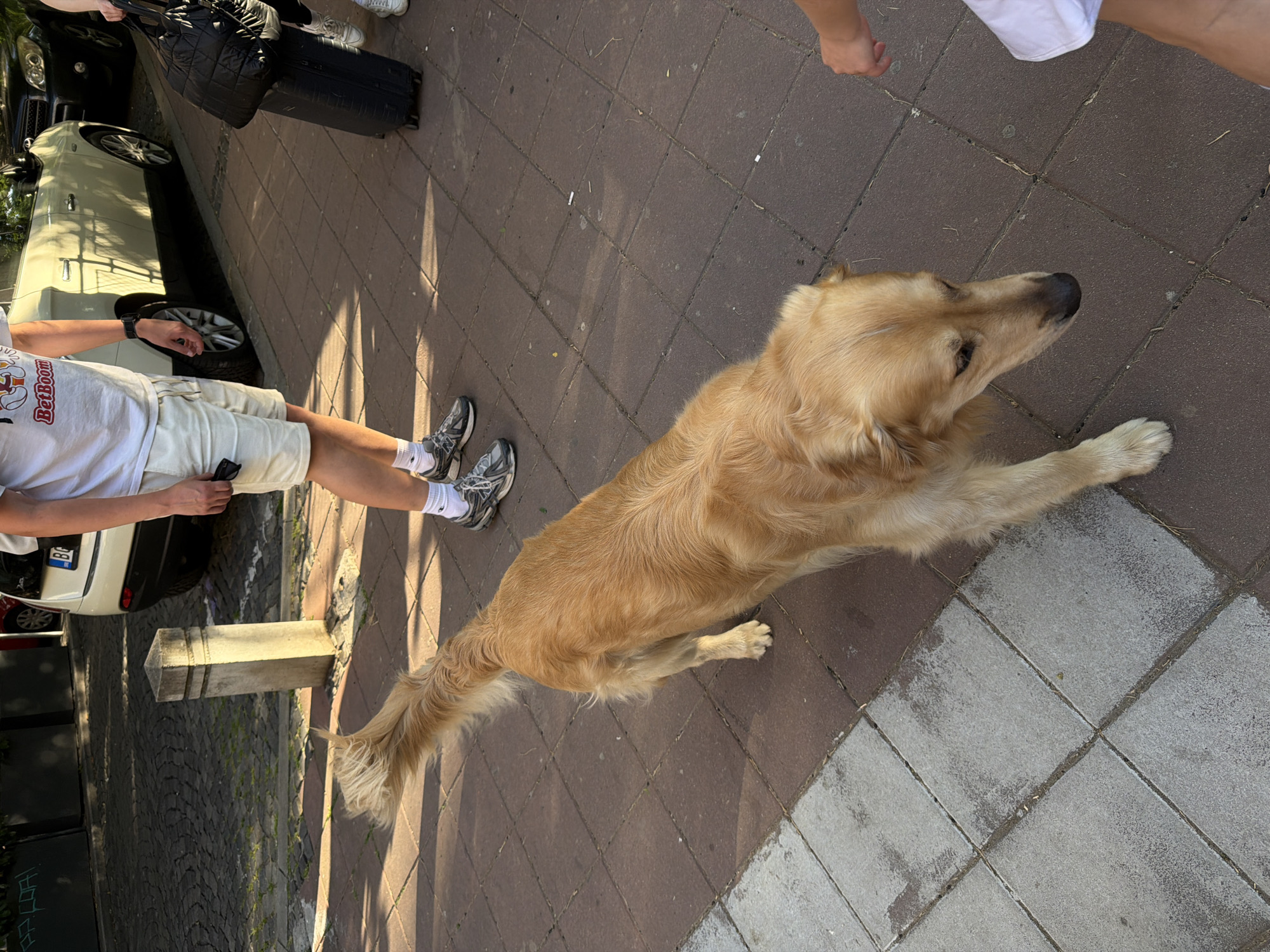 A Golden Retriever is lying on a sidewalk of reddish-brown pavers interspersed with grey pavers. A person wearing a white t-shirt with “BetBoom” printed on it, beige shorts, white socks and grey running shoes stands with legs visible. A car is partially visible to the left. Another person’s feet are visible in the top of the image. Black luggage is on the sidewalk. The location is in the city of Belgrade, Serbia.