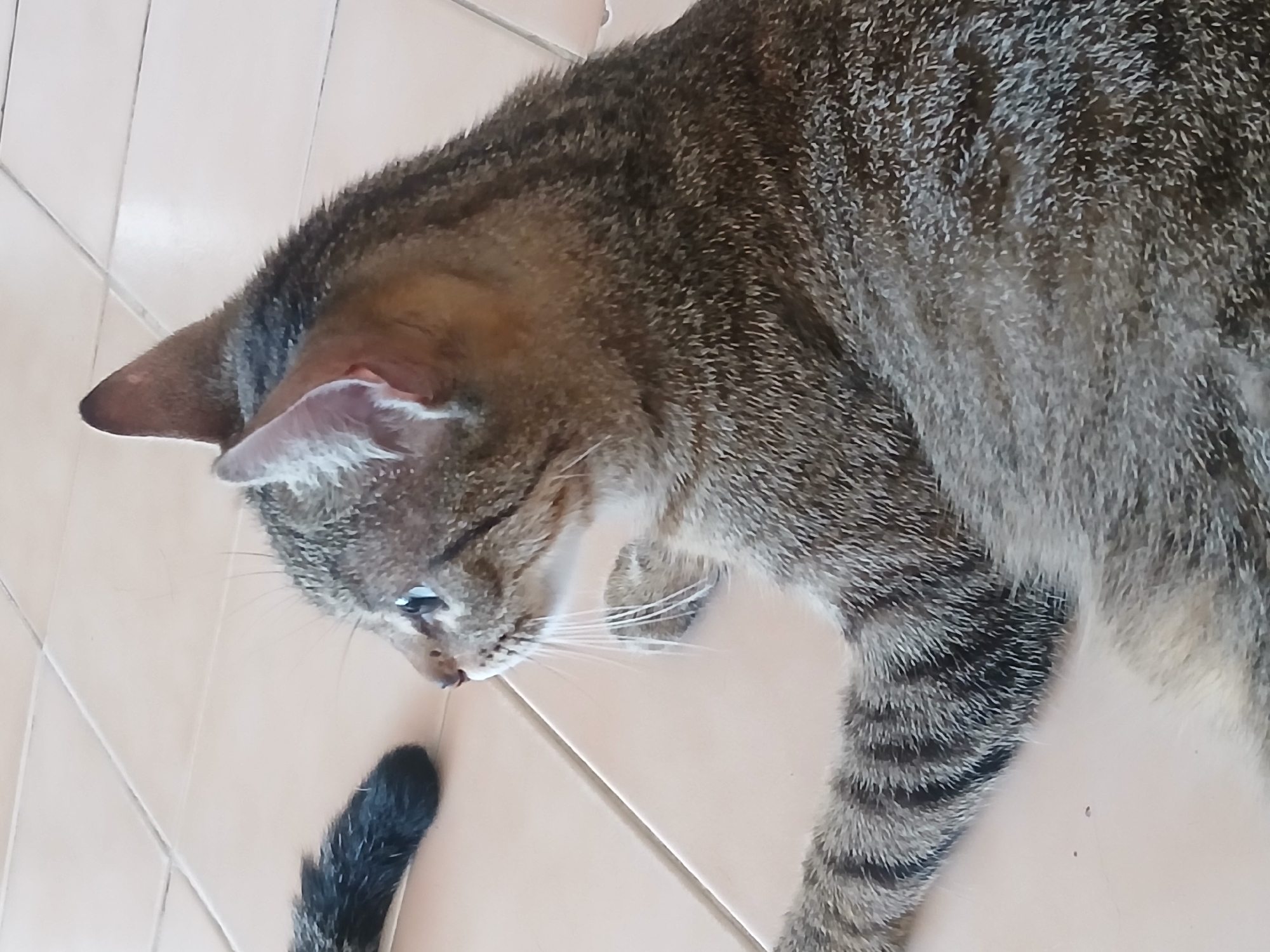 A tabby cat with stripes of gray and brown lies on a tiled floor. The cat's fur is short and appears to be well-groomed. Its head is turned to the left, and its blue eyes are open and alert. The cat's tail is visible in the upper left corner of the frame, with distinct black and gray stripes. The tiled floor is a light beige color, and the tiles are arranged in a grid pattern. The image is taken from a slightly elevated angle, looking down at the cat. This scene is likely taking place indoors, in a residential setting in Puerto Ordaz, Venezuela.