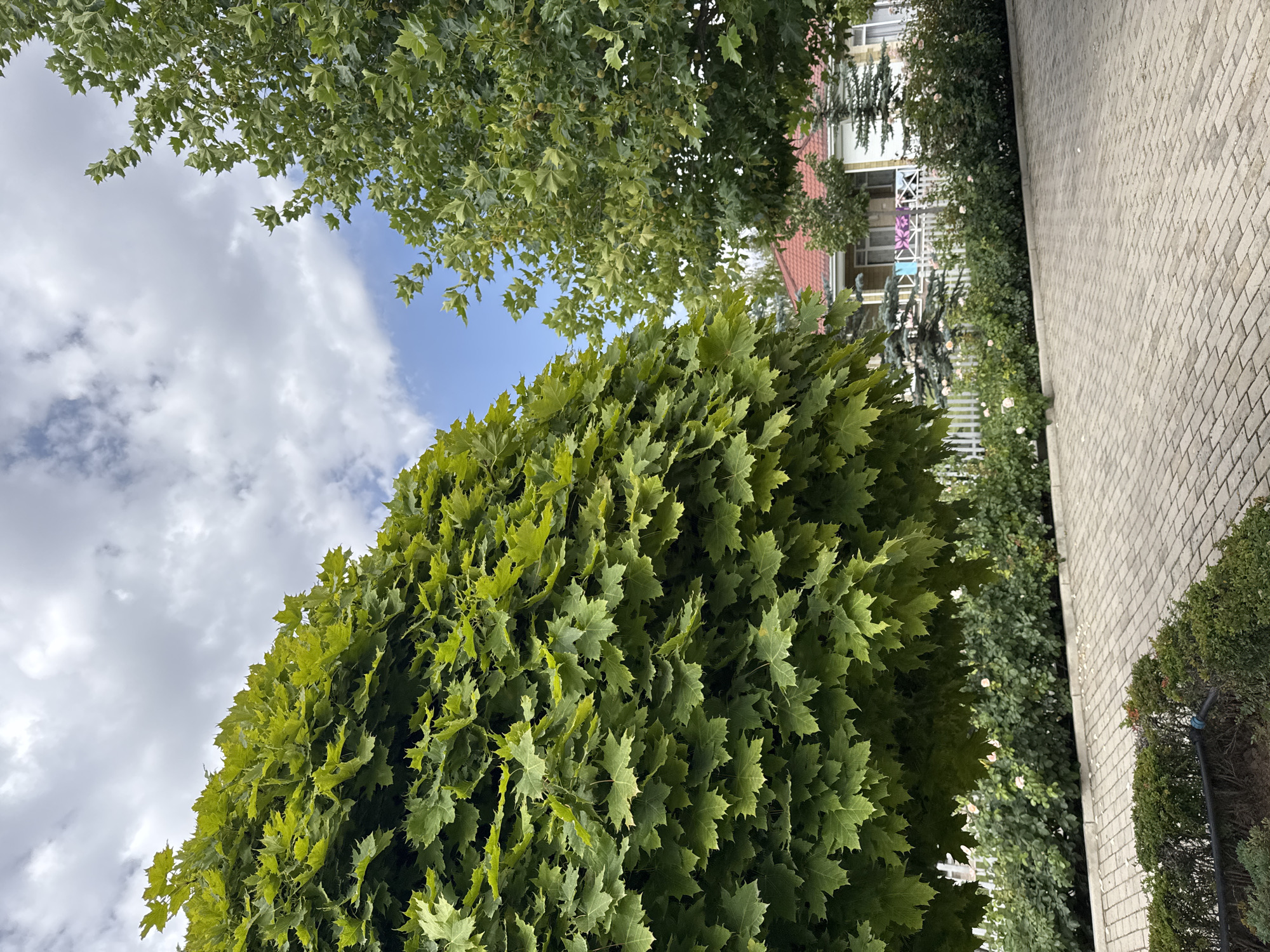 The image depicts an outdoor scene in the city of Sary-Oy, Kyrgyzstan, with a focus on lush greenery and a residential building. In the foreground, a paved area made of interlocking brick pavers is visible, with small manicured hedges bordering it. Beyond the pavers, a line of rose bushes, some with pale pink blossoms, stretches across the frame, bordered by a white picket fence.
Dominating the left side of the image is a large, densely foliated tree with vibrant green, maple-like leaves. To its right, another tree with lighter green leaves and visible seed pods is present. In the background, a two-story house with a red tiled roof and white walls is partially obscured by the trees and landscaping. The house features a balcony with a white railing, on which colorful laundry is hanging. Several evergreen trees, including what appear to be fir trees, are situated around the house. The sky above is a mix of blue sky and white, puffy clouds. The overall impression is that of a well-maintained, residential garden area. There are no people or animals visible in the image.
