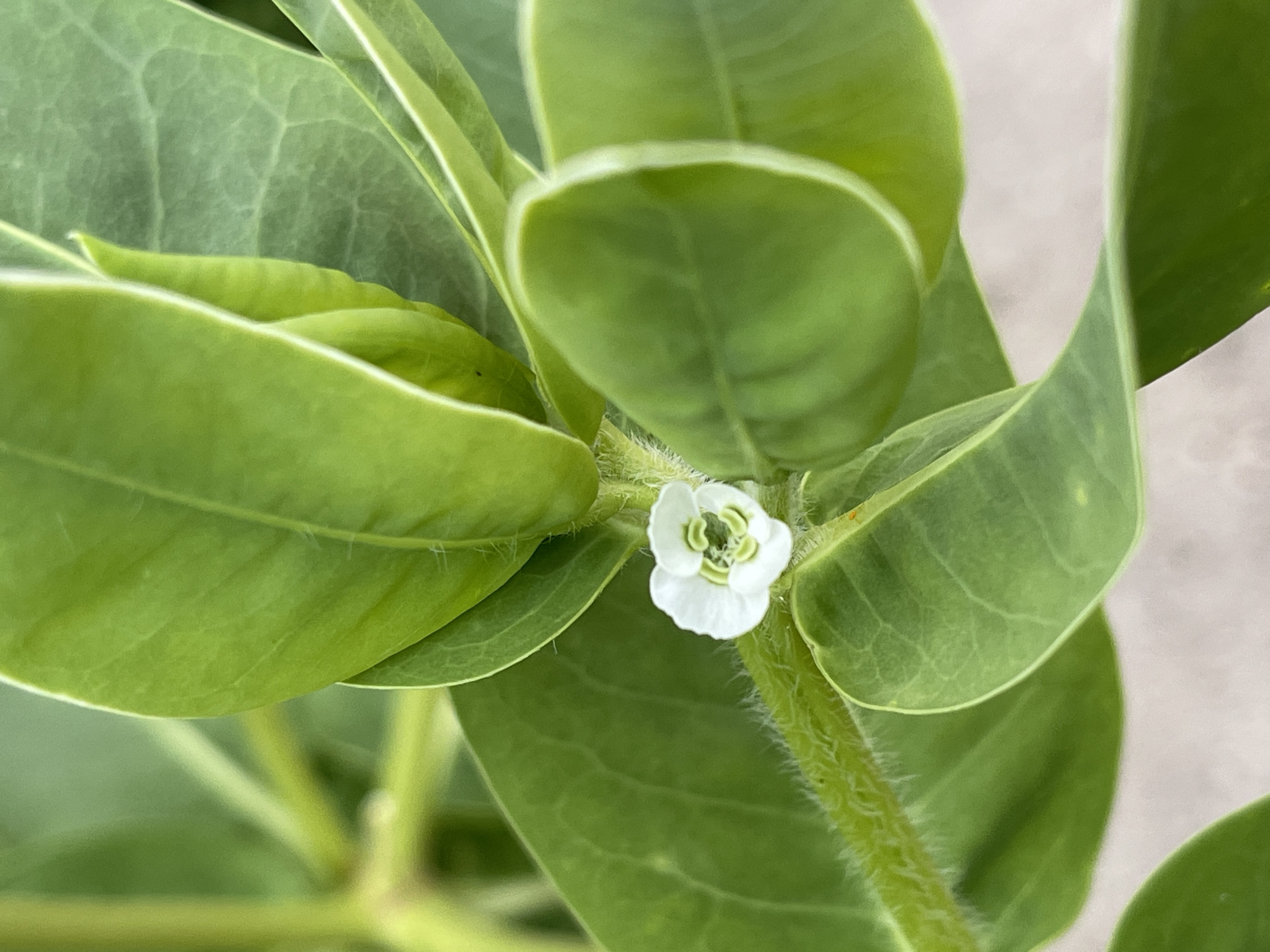 The image is a close-up, top-down shot of a small white flower with green accents, nestled among vibrant green leaves. The flower is delicate, with four visible petals and a slightly darker, intricate center. Fine, white hairs are noticeable on the stem and edges of some leaves, adding texture to the plant. The leaves are broad and ovate, with prominent vein patterns. The background is a soft, out-of-focus blur of neutral tones, suggesting an outdoor setting, possibly a garden or natural environment. The lighting appears to be soft and diffused, hinting at an overcast day or shaded location. No people, text, or specific events are depicted. The overall mood is serene and focuses on the natural beauty of the plant.
