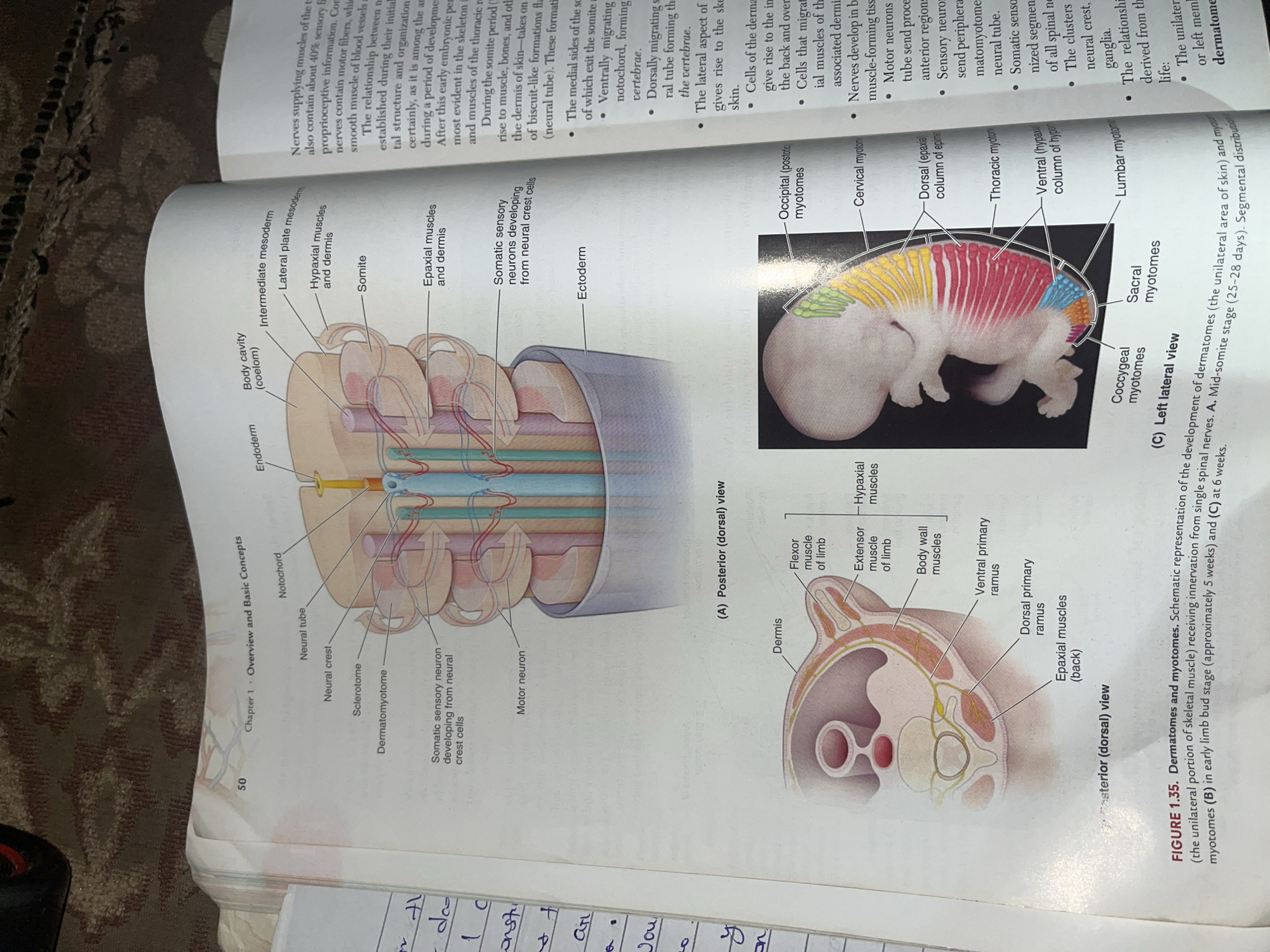 The image shows pages from a biology textbook, featuring anatomical diagrams of embryonic development. The diagrams illustrate the formation of the neural tube, somites, and dermomyotomes, as well as the development of muscles and nerves in early human embryos. One diagram shows a posterior (dorsal) view of the developing spinal cord and associated structures, with labels such as "neural tube," "notochord," "somite," and "dermis." Another diagram displays a left lateral view of an early-stage embryo, highlighting segmented regions corresponding to different myotomes (e.g., "occipital myotomes," "cervical myotomes," "thoracic myotomes"). A third diagram provides a cross-section of a limb bud, showing layers of "dermis," "flexor muscle," "extensor muscle," and "body wall muscles." The text accompanying the diagrams discusses the development of dermatomes and myotomes, and the innervation of muscles and skin from neural crest cells and spinal nerves. The image also contains handwritten notes on the left margin of the page, which are not clearly legible.
There is no information in the image that relates to the city of Jalingo, Nigeria.
