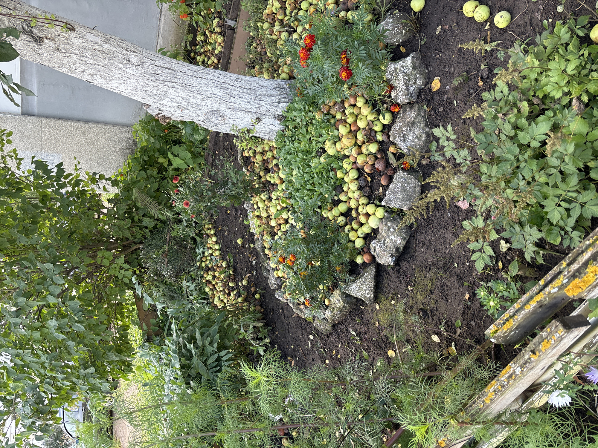 The image depicts an outdoor scene, likely a garden, with a large number of fallen apples scattered around the base of a tree. The tree's trunk is painted white, and its bark is textured. Several plants with green foliage are visible, some with small orange flowers. A rough stone border encircles a portion of the area around the tree. In the background, a building with a gray, textured wall and a white structure is partially visible. A dark-colored car is also present in the upper left portion of the image. A weathered wooden fence with patches of yellow lichen is in the foreground on the left. The ground is dark soil, with some fallen leaves and debris. The scene appears to be in Chaikovsky, Russia, based on the provided context. There are no people or animals visible in the image.