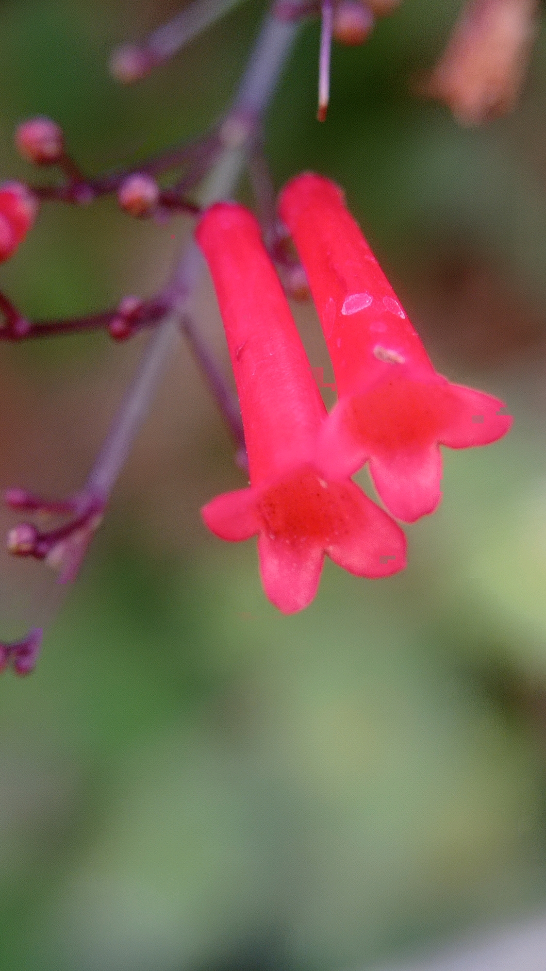 Two tubular, red flowers hang from a stem against a blurred green and brown background. The flowers have five distinct petals at their openings, and their centers appear to be a deeper shade of red or reddish-brown. Small, red buds are visible on stems to the left of the main flowers. The image is a close-up, with the focus on the flowers, suggesting they are the primary subject. The soft focus of the background indicates a shallow depth of field, typical of macro photography. The image does not provide any information about the specific location in Batu, Indonesia.
