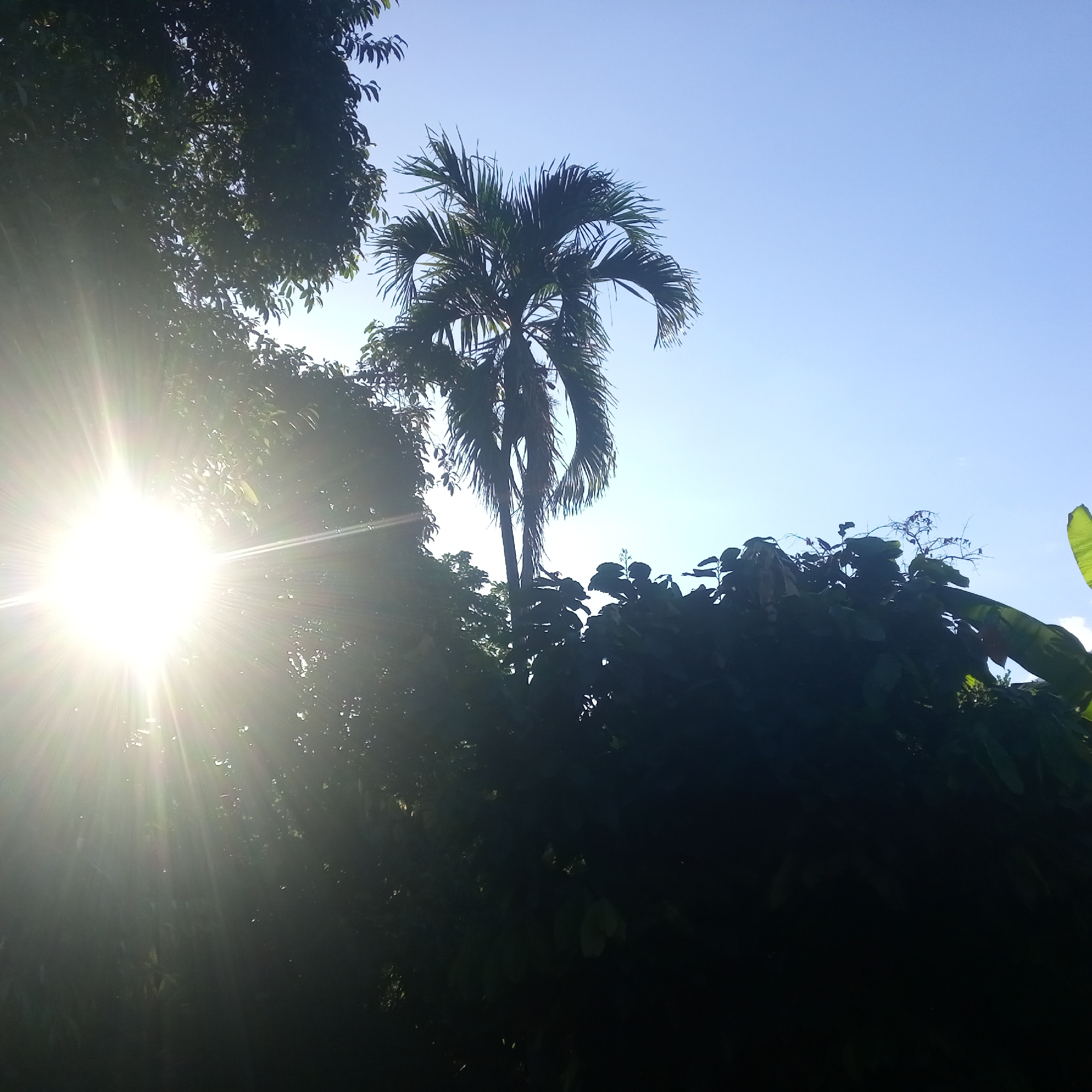 The image depicts a bright sun shining through lush green foliage. The sun's rays are strong, creating a lens flare effect that illuminates the leaves and branches. A palm tree stands tall in the background, silhouetted against a clear blue sky. The scene appears to be in a tropical or subtropical environment, possibly El Limón, Venezuela, given the vibrant vegetation and clear sky. No people or specific objects are identifiable beyond the natural elements.