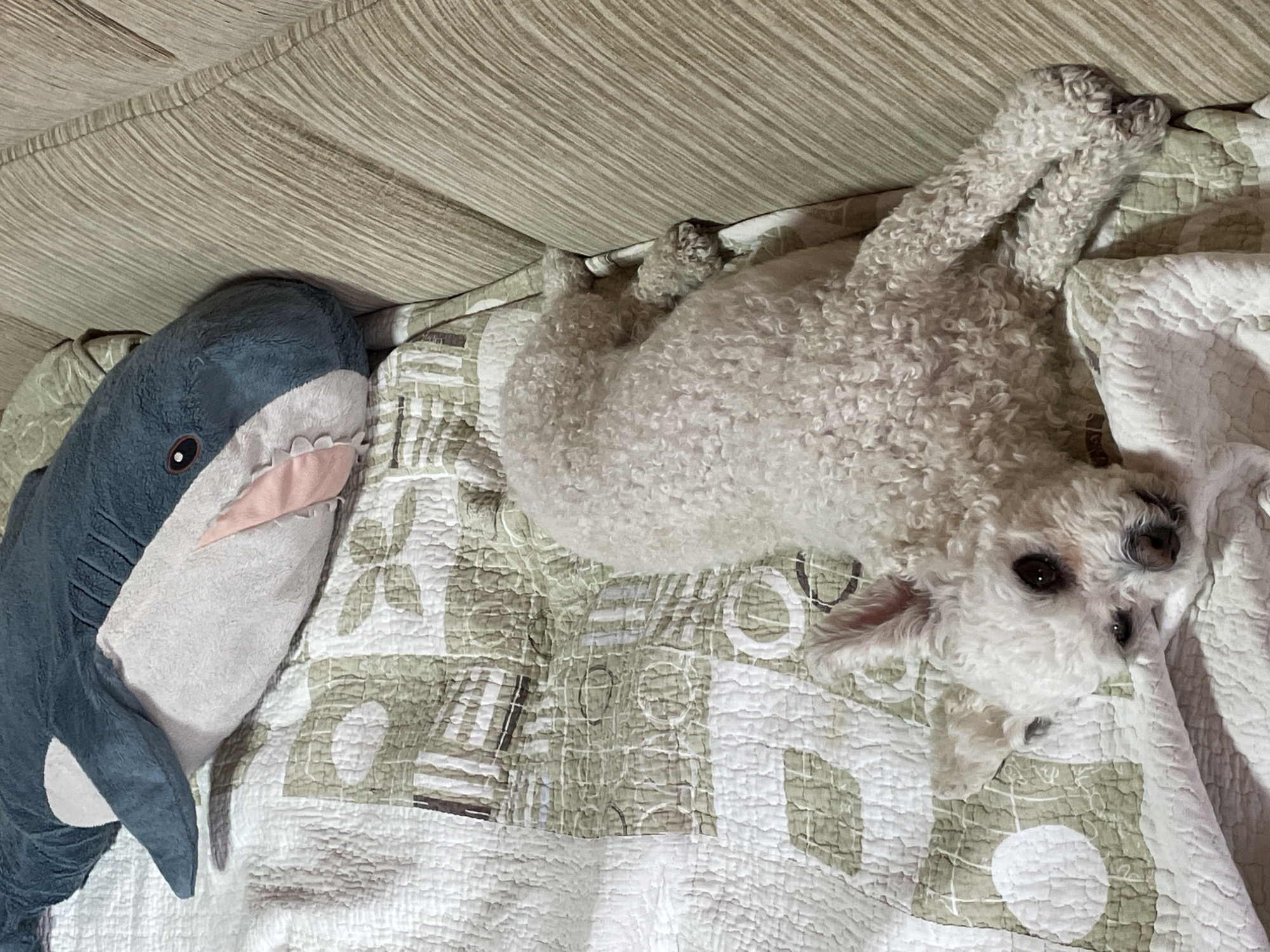 A top-down shot features a white poodle lying on a patterned quilt next to a stuffed shark, likely indoors. The poodle is positioned with its head towards the lower right of the frame and its body angled towards the upper left. The shark is a plush toy, situated to the left of the poodle. The background includes a neutral-toned couch or upholstery, suggesting a living room setting.
There is no information to suggest that the location is in Yekaterinburg, Russia.