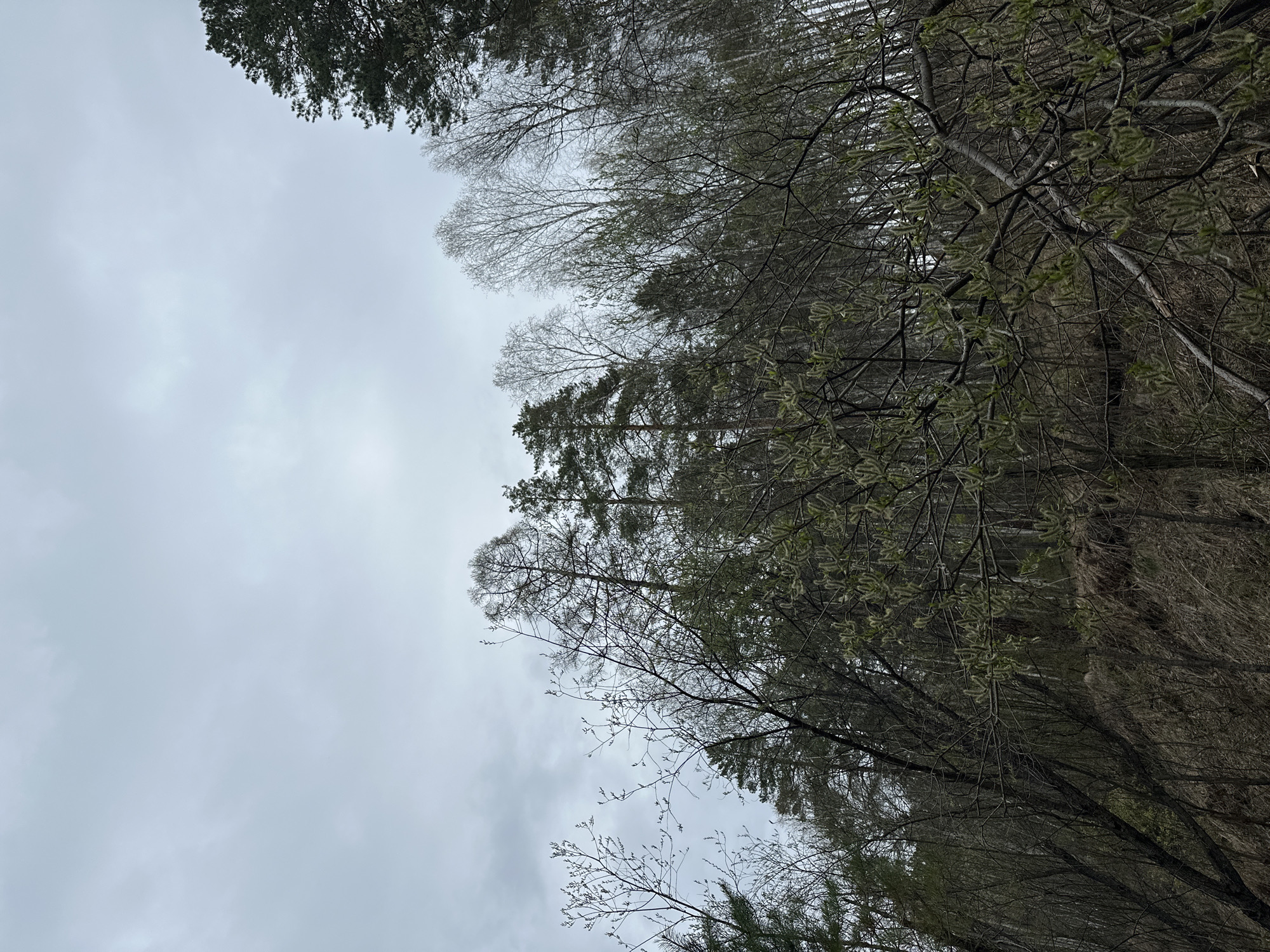 The image shows a view looking upwards through trees against a cloudy sky, likely in a wooded or forested area. The location is Sayansk, Russia. Several tree species are visible, some evergreen and others appearing deciduous with bare branches or nascent leaves. The scene is predominantly grey and muted in color due to the overcast sky and the time of year. No people are visible.