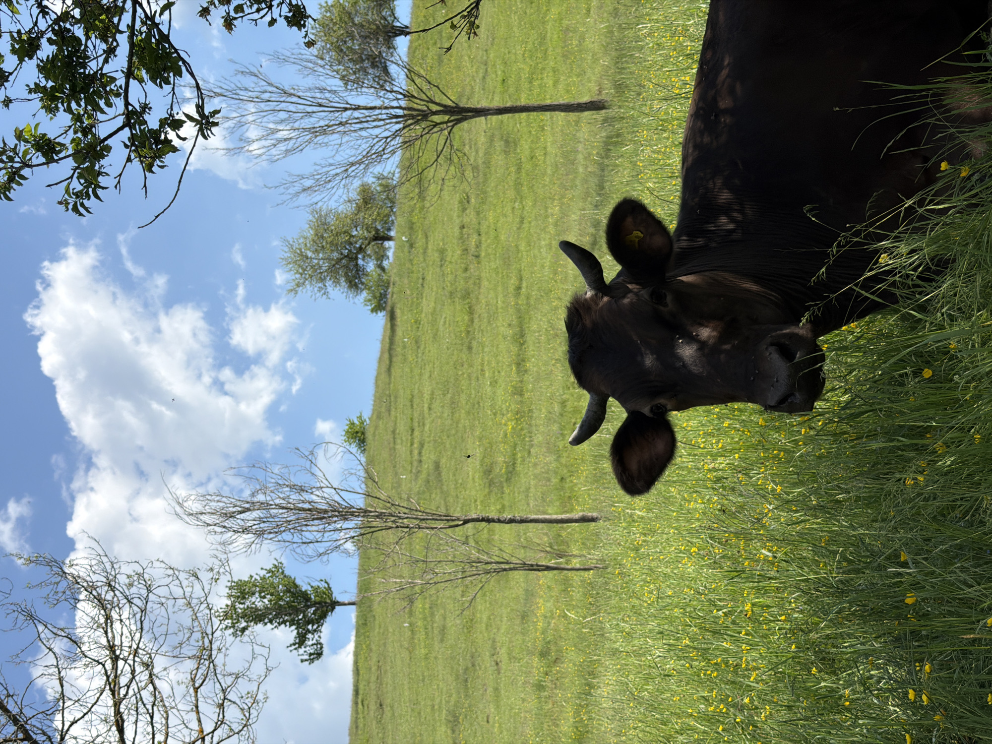 A dark brown cow with short horns lies in a grassy field dotted with small yellow flowers. The cow has a yellow ear tag. The field slopes gently upward in the background, dotted with a few trees. The sky is blue with scattered white clouds. Some tree branches are visible in the foreground, bordering the top and left sides of the frame. The location is likely the rural countryside near Otilovići, Montenegro, given the landscape and cow. The image is rotated approximately 90 degrees clockwise.