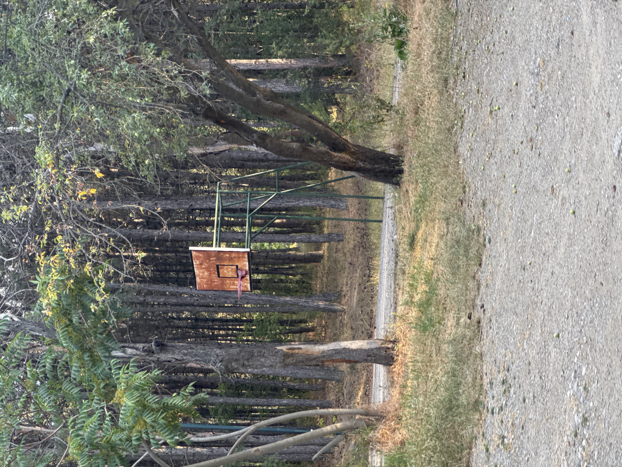 The image depicts an outdoor basketball hoop with a rusted orange backboard and a pink rim, set within a wooded area. The hoop is mounted on a green metal stand. Surrounding the hoop are numerous trees with dense foliage, some appearing to be pine trees and others with broader leaves. The ground is covered with a mixture of gravel and dry grass, with scattered small green objects, possibly fallen fruit. In the foreground, a dirt or gravel path runs horizontally across the frame. The scene suggests a natural, somewhat secluded environment, possibly a park or recreational area. The specific location in Gölbaşı, Turkey is not visually indicated within the image itself.
