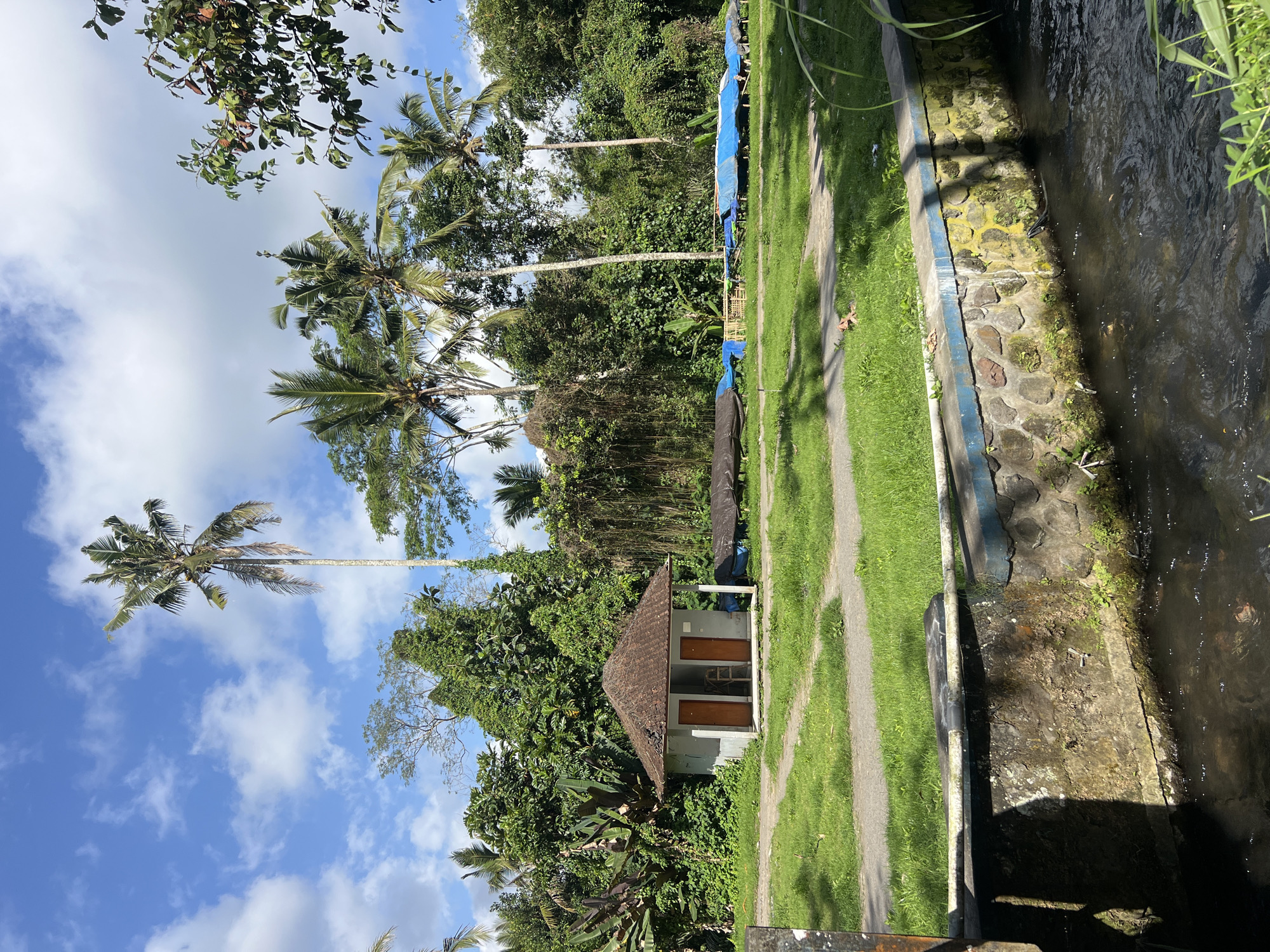 The image depicts a serene outdoor scene in Tampaksiring, Indonesia, dominated by lush tropical vegetation and a clear blue sky with scattered white clouds. In the foreground, a dark, narrow stream flows, bordered by a stone wall with a blue trim. The wall is partly covered in moss and some small plants. Behind the wall, a well-maintained green lawn stretches towards a small, simple building. This structure, with a brown tiled roof, appears to be a utility building or perhaps small restrooms, featuring two identical wooden doors.
Beyond the building, a mix of dense green foliage, including palm trees and other tropical plants, forms a vibrant backdrop. Several long, blue tarpaulins are laid out on the ground, suggesting items are being stored or protected from the elements. The overall impression is one of a tranquil, rural environment, likely a park, garden, or an area associated with a local attraction in Tampaksiring. There are no people visible in the image. The sunlight casts shadows, indicating a bright, sunny day.