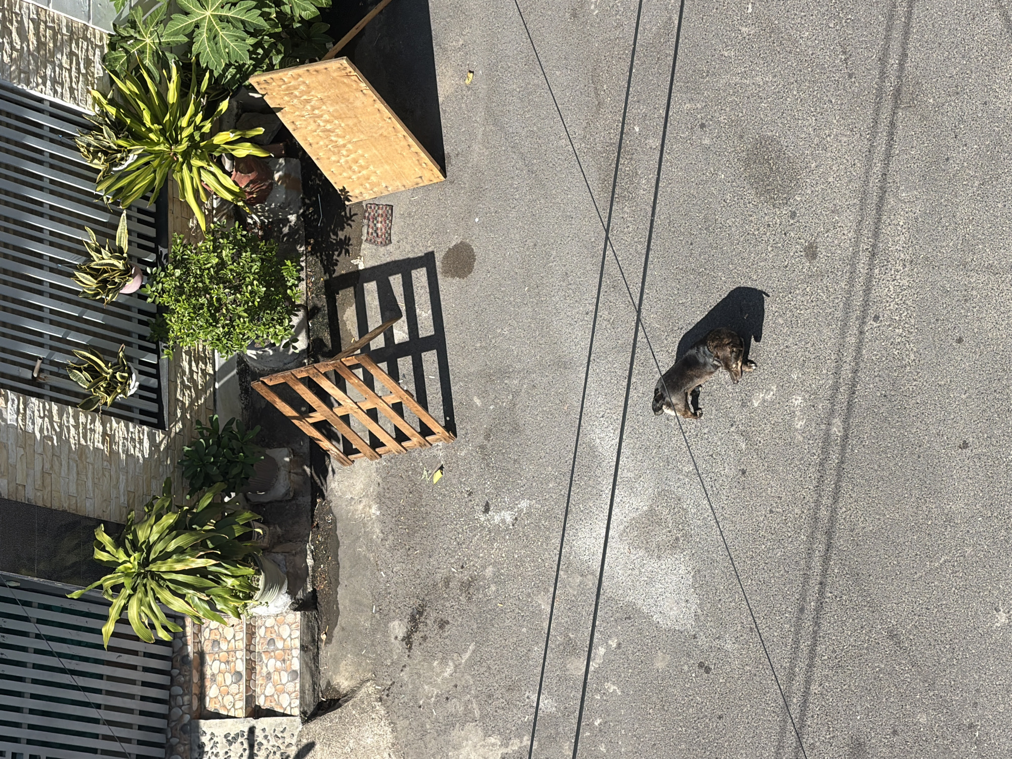 The image shows an overhead view of a paved outdoor area, likely a street or alley, in Nha Trang Ward, Vietnam. In the upper portion of the frame, a building with light-colored, textured walls and a white slatted fence is visible. Several potted plants, including leafy green varieties and a plant with yellow and green variegated leaves, are placed in front of the building. Some of these plants are on elevated stone steps.
In the mid-ground, a wooden lattice structure and a piece of light-colored wood are leaning on the pavement. A small, patterned rug is situated on the ground near these wooden objects.
The foreground is dominated by the asphalt pavement. Two black electrical wires run horizontally across the lower half of the image. In the center of the paved area, a dark-colored dog, possibly a Dachshund, is lying on its side, appearing relaxed or sleeping in the sunlight. The overall scene is sunlit, casting shadows from the building, plants, and wooden structures.