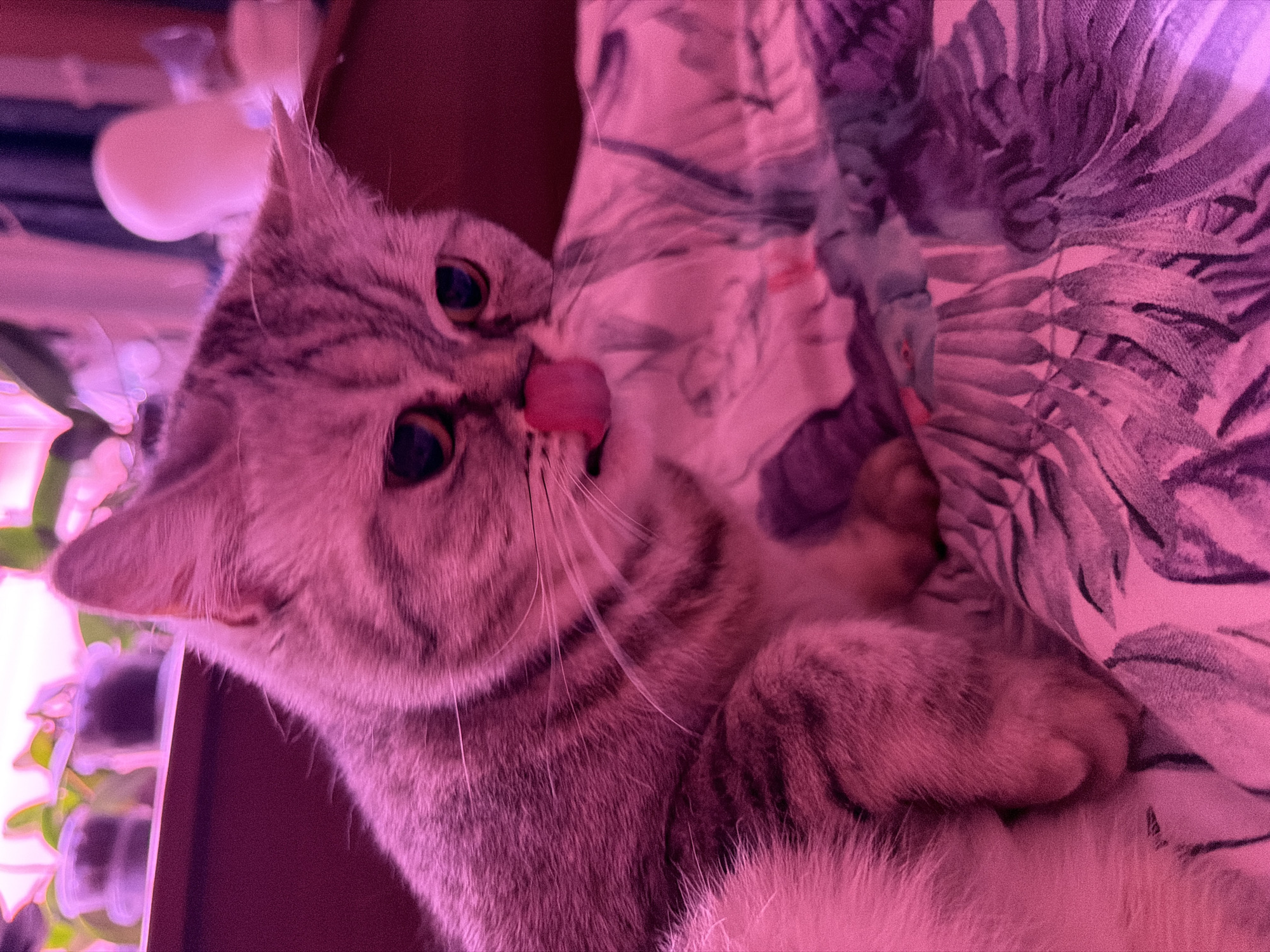 A close-up, slightly tilted image captures a domestic cat, likely a tabby, with gray and darker striped fur. The cat is shown lying down, with its dark, wide-open eyes directed towards the viewer. Its pink tongue is extended, appearing to lick its nose or upper lip, suggesting it is in the process of grooming. The cat is situated on or adjacent to a patterned fabric, which appears to be bedding or a blanket featuring dark purple and lighter pink/white floral or leaf motifs. In the blurred background to the left, indistinct shapes, possibly a plant or other household objects, are visible under the same strong pink and purple lighting that permeates the entire scene. This coloration implies an indoor setting with artificial mood lighting, possibly indicating evening or nighttime. The cat's expression appears relaxed and attentive. No text is visible in the image.