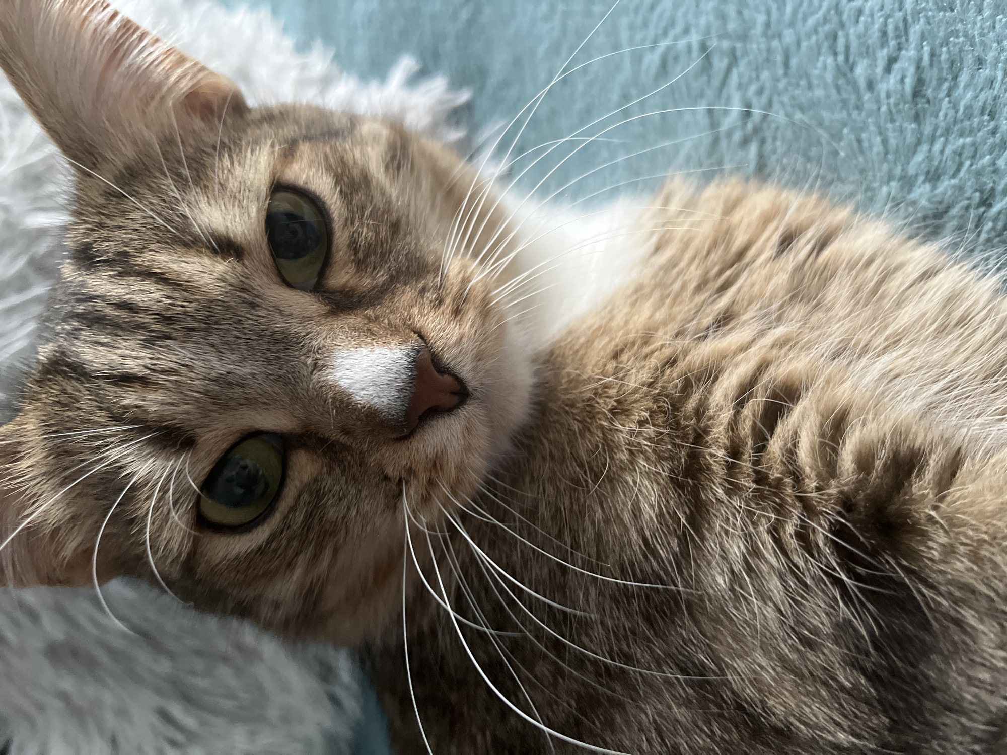 A close-up image shows a tabby cat with green eyes and white whiskers lying on a soft, textured surface. The cat has a brown and gray fur pattern with white markings on its chest and around its nose. The background is a light blue color. There is no indication of the location being Izhevsk, Russia, or any evidence of people, actions, or interactions in the image.