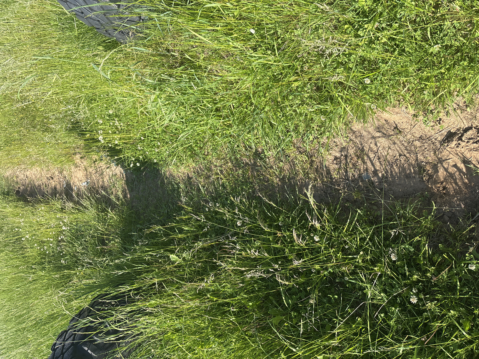 A dirt path winds through tall green grass. Two large black tires are visible on either side of the path, partially obscured by the grass. The tires appear to be old and worn. The scene is illuminated by bright sunlight, casting shadows across the path and grass. The location is an outdoor area, possibly a field or park, within the city of Kurgan, Russia.