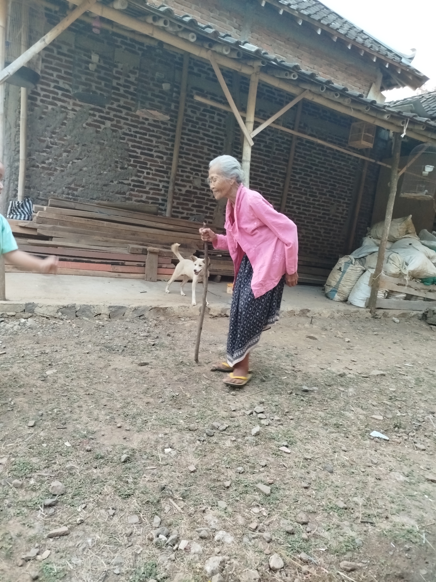 In Sewurejo, Indonesia, an elderly woman with grey hair is standing outside a brick building with a tiled roof supported by bamboo beams. She is wearing a pink jacket and a dark blue skirt patterned with white shapes. She is leaning on a wooden stick and wearing yellow flip-flops. A small white dog with a pointed tail stands in front of her. To the left of the frame, the arm of a person wearing a light blue shirt is visible, with their hand extended. Piles of sacks are visible in the background, along with stacks of wooden planks leaning against the building. The ground is covered with dirt, rocks, and sparse vegetation. The lighting suggests it is daytime.