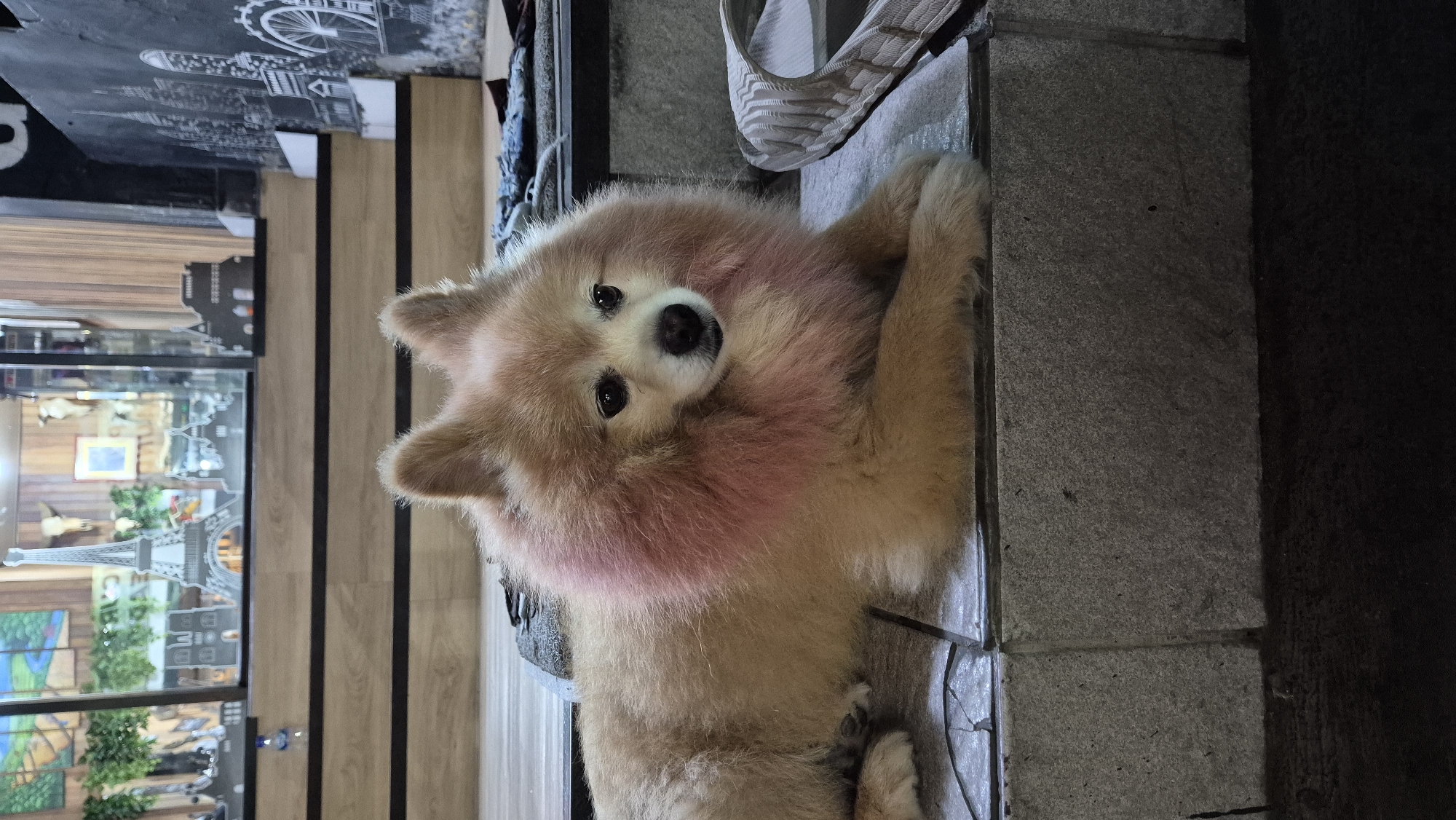 A small, light-brown dog with a pink-tinged ruff is lying down. It appears to be indoors on a tiled floor, possibly in a retail establishment. A display case with etched glass images is visible in the background. The location is potentially Kuta, Indonesia.