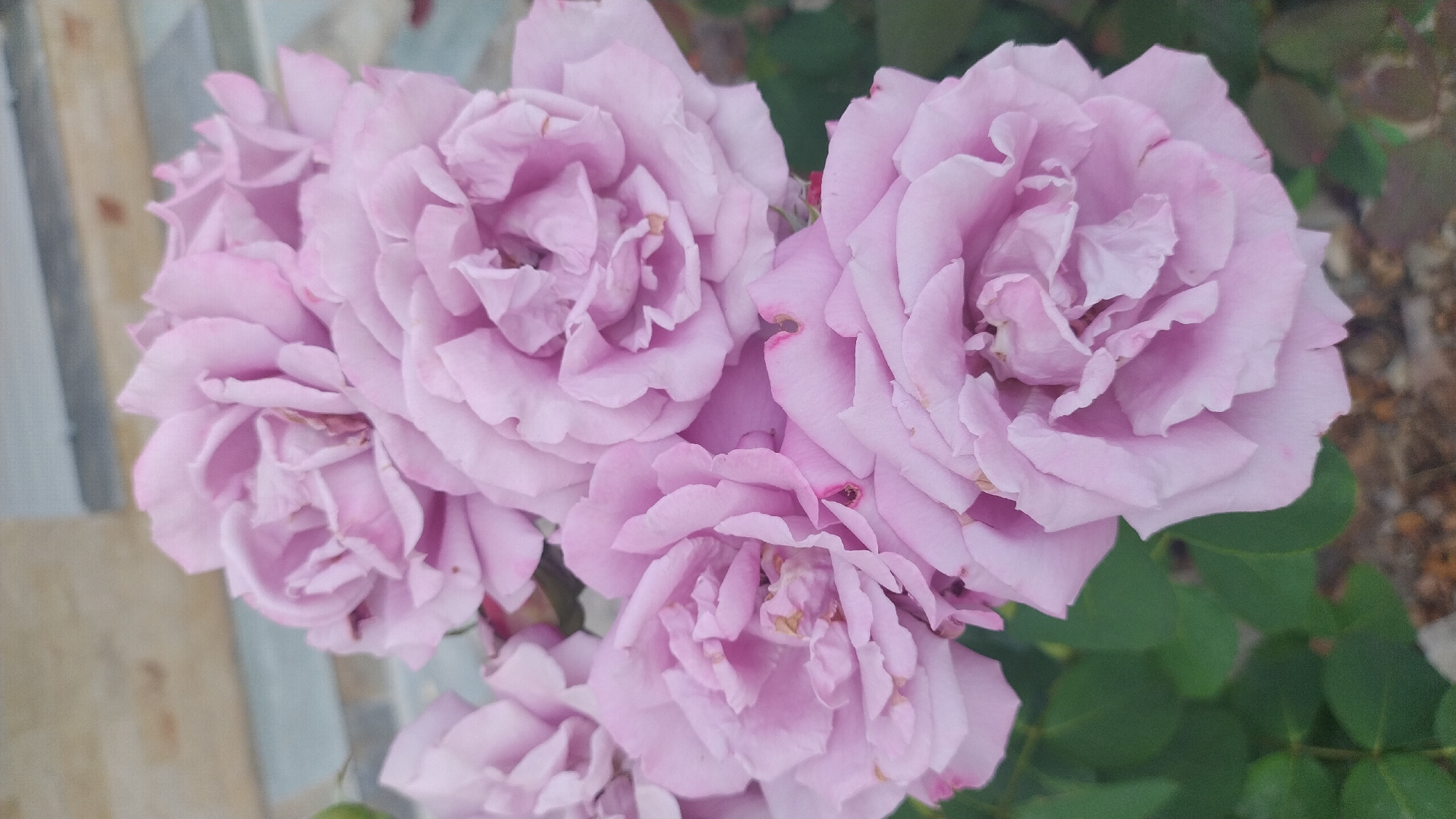 A close-up, vertical, eye-level shot showcases a cluster of light purple roses against a blurred background. The roses are in various stages of bloom, with multiple layers of delicate petals. Some petals show slight browning or imperfections. Green leaves are visible beneath and around the flowers. The background suggests an outdoor setting, possibly a garden or yard, with hints of a textured wall or paving stones and gravel on the ground. The image does not contain any people or discernible activities. The specific location in Νέα Κερασιά, Greece, is not identifiable from the visual elements presented in the image.