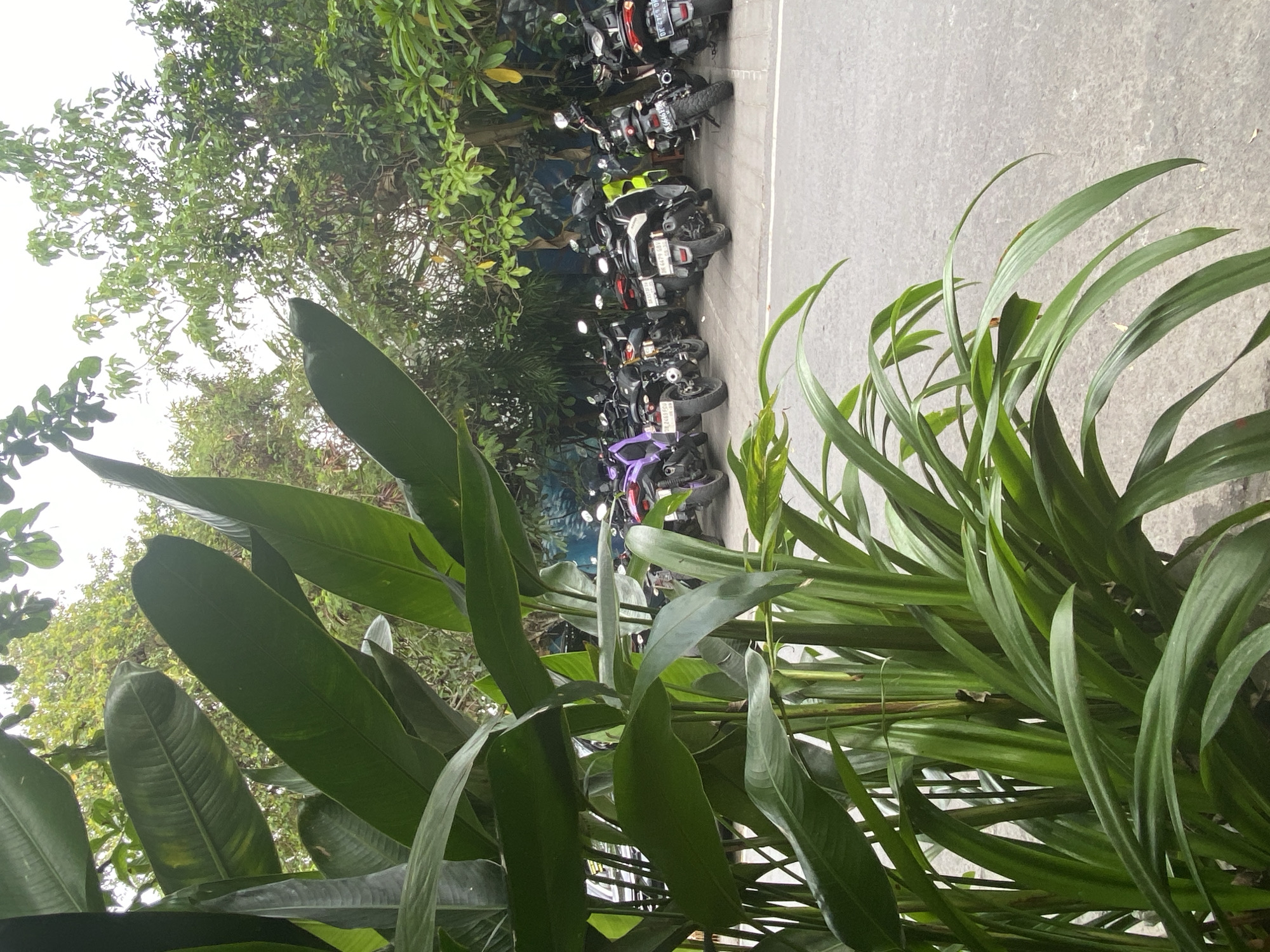 In the city of Mengwi, Indonesia, an outdoor scene depicts a row of parked motorbikes against a backdrop of lush green foliage and trees. The motorbikes are predominantly black, with some variations in color including purple and bright green. They are neatly arranged on an asphalt surface. Large, broad green leaves of a tropical plant dominate the foreground, obscuring a portion of the view of the motorbikes and the ground. In the background, dense green trees with visible branches and leaves create a natural environment. The sky above is overcast, suggesting a cloudy day.