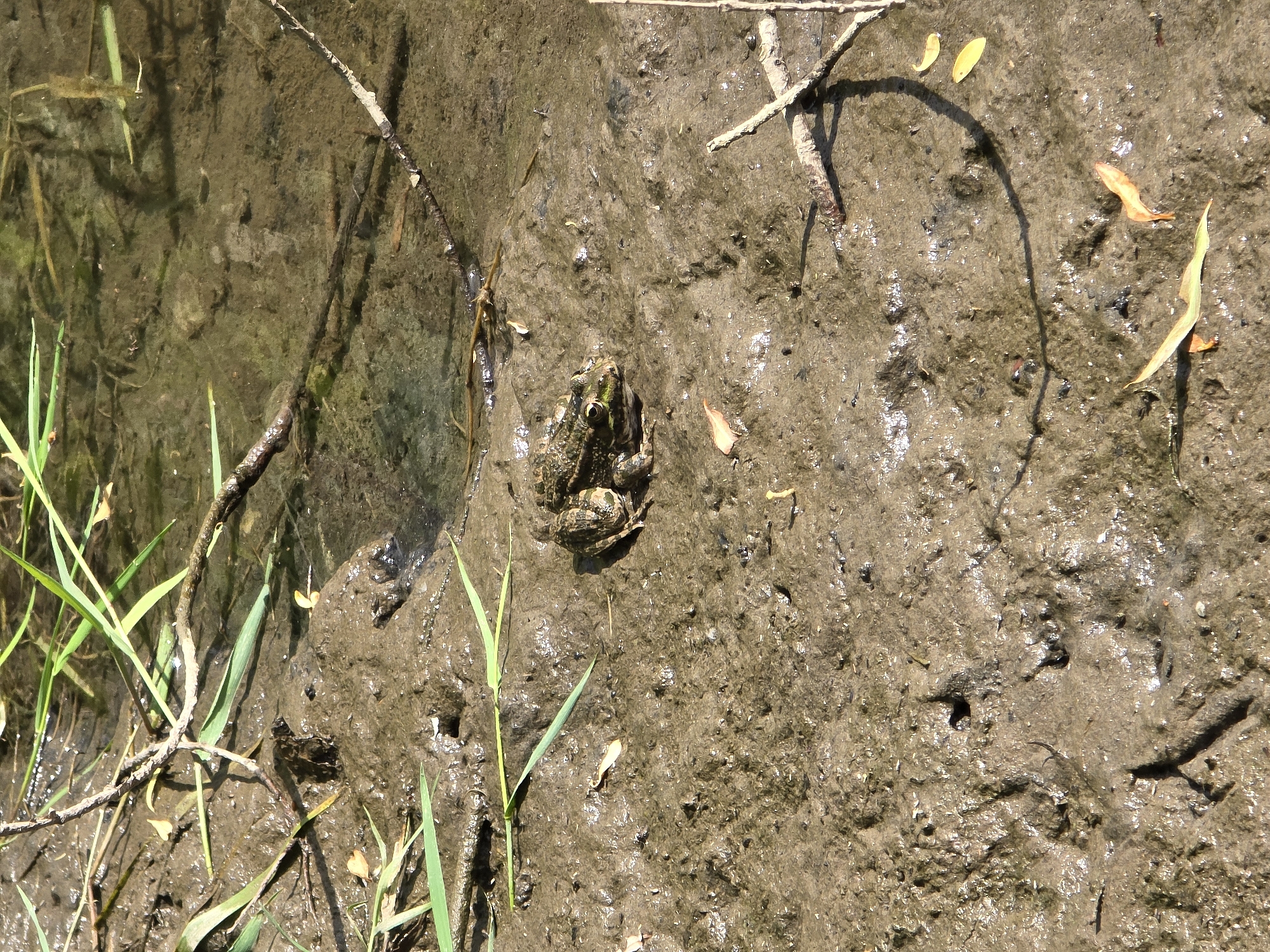 A frog is sitting on muddy ground near the edge of a body of water. The frog is in the center of the image, facing slightly to the right. It is a small, brown frog with green markings on its back and legs. The ground is covered in wet mud, with some blades of grass and twigs scattered around. In the background, the water is murky and shallow, with some plant life visible beneath the surface. The scene appears to be a natural habitat for frogs, such as a pond, stream, or marsh. There is no information about the location in the city of Buchino, Bulgaria.