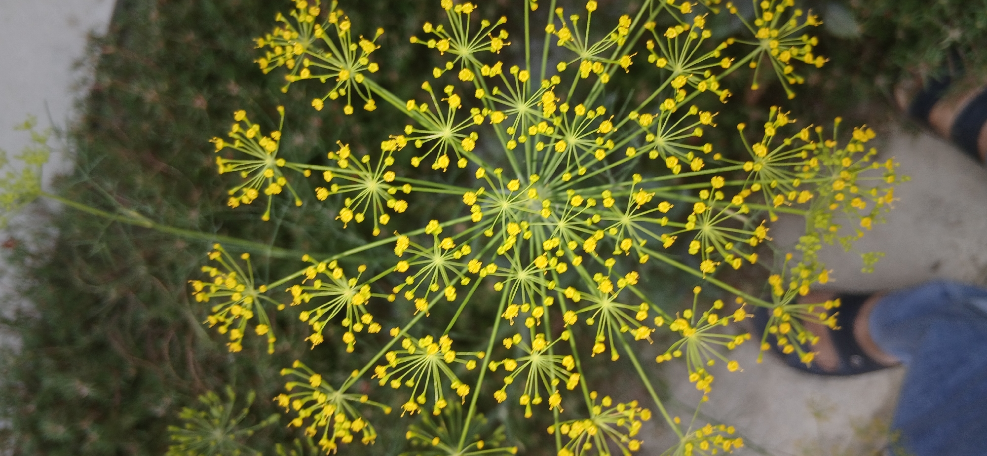 The image shows a close-up of blooming dill flowers, with their characteristic yellow umbels. The flowers are arranged in intricate patterns on thin, green stems. In the lower part of the image, a person's feet are visible, wearing blue jeans and black sandals, standing on a paved surface. The background is blurred, showing green foliage. This scene could be from a garden or park in Andijan, Uzbekistan, where dill is a common herb used in local cuisine.