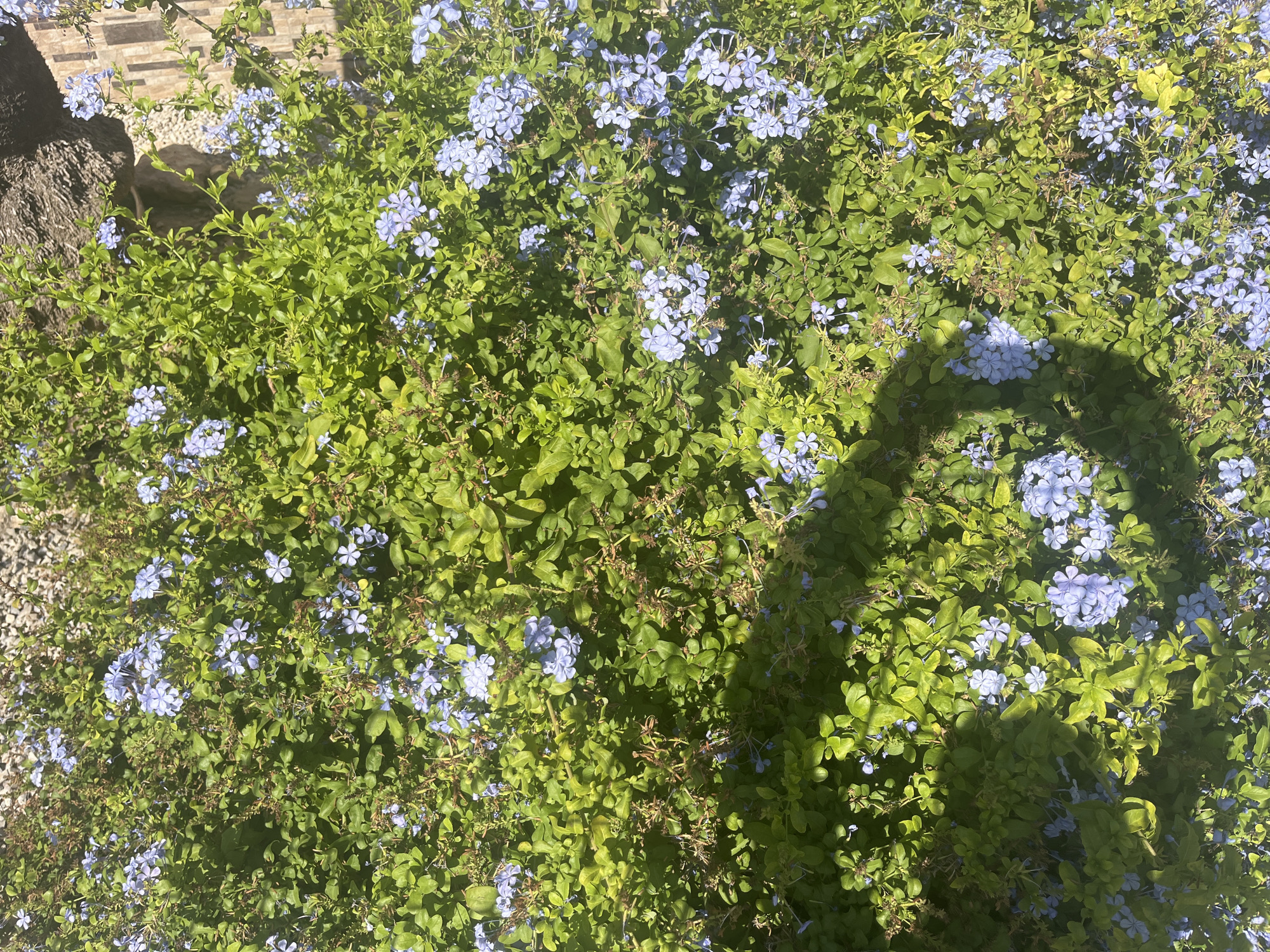 A close-up, overhead shot captures a dense, green shrub adorned with clusters of small, light blue flowers. The foliage is vibrant and healthy, with sunlight filtering through, creating dappled light and shadow patterns. A dark, rounded shadow, possibly cast by a person or an object, is prominent on the right side of the frame. In the upper left corner, a textured surface, appearing to be stone or tile, is visible, hinting at an outdoor urban setting. The image is taken in Torrevieja, Spain.