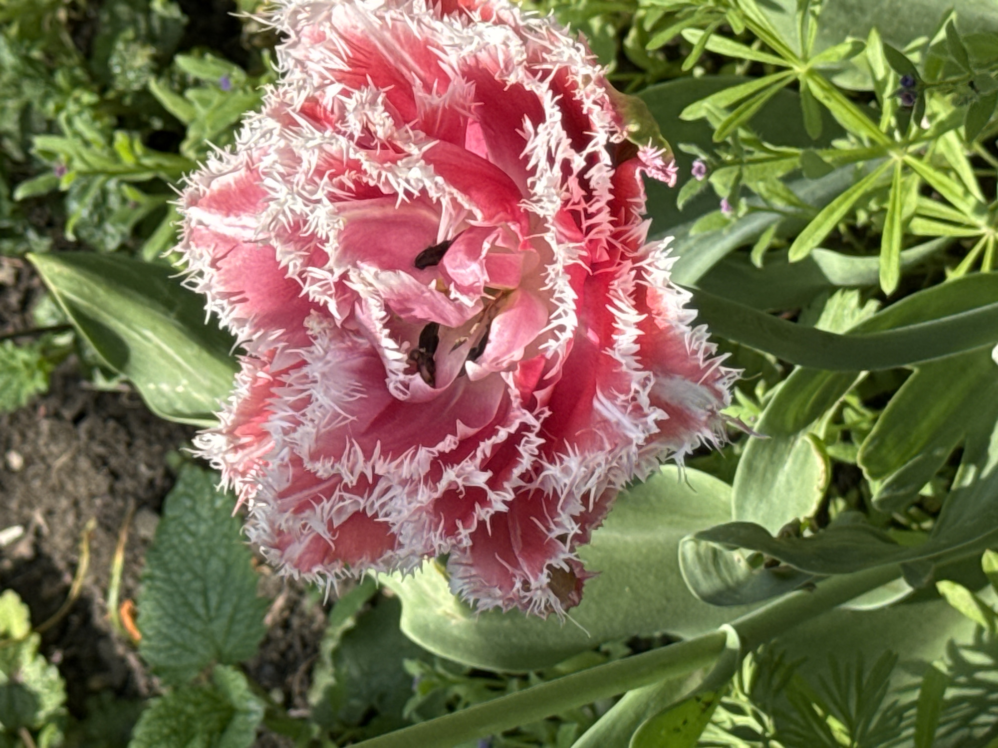 The image shows a pink and white fringed tulip in bloom, surrounded by various green plants and leaves. The tulip is the central focus, with its intricate, feathery edges. The surrounding vegetation includes several types of green foliage, some with rounded leaves and others with more pointed or lobed shapes. The background appears to be soil and other plant debris. No people or structures are visible in the frame. It is not possible to confirm the location as Khartsyzk, Ukraine based on the image alone.