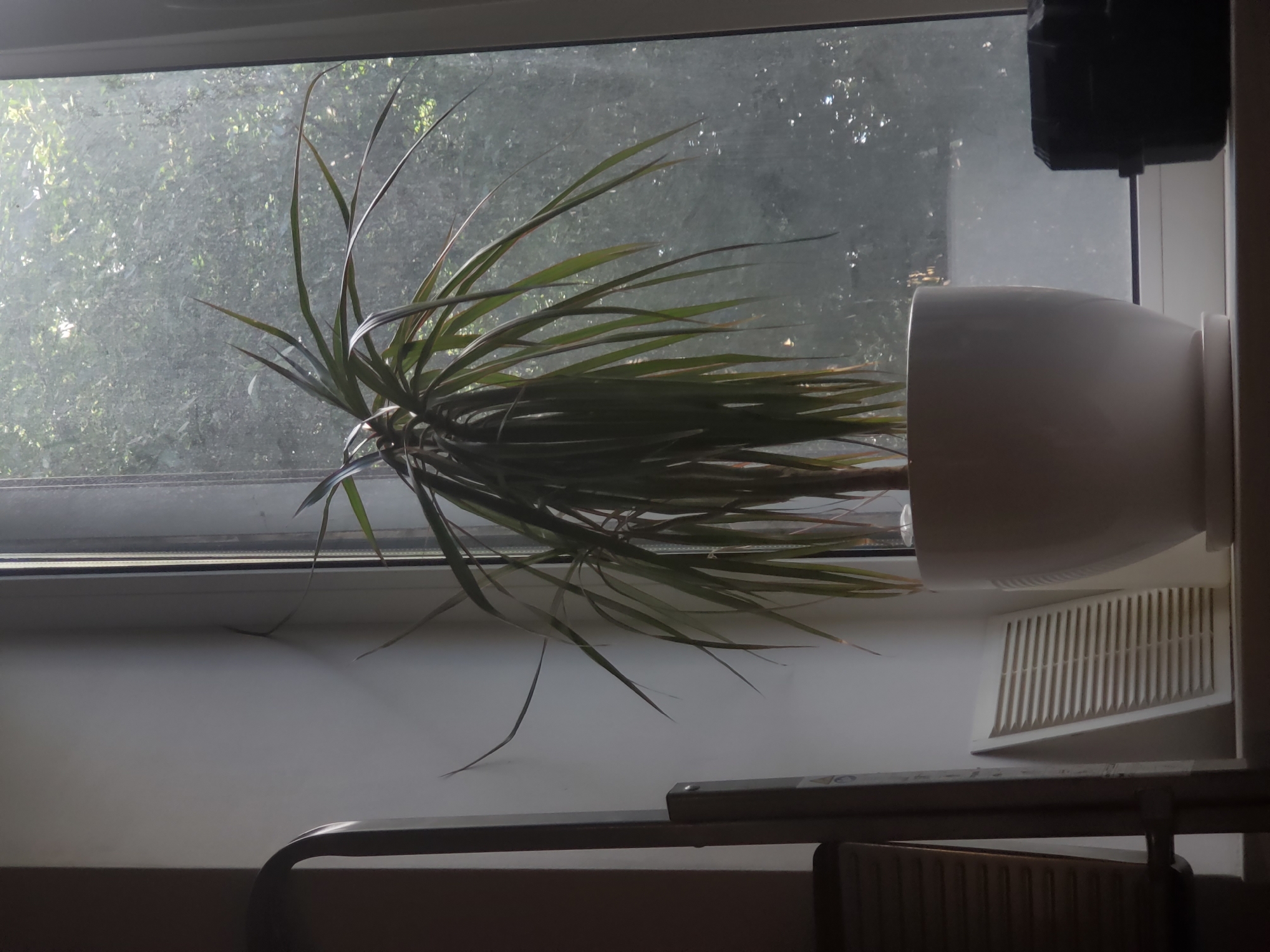 The image shows a close-up, horizontal shot of a houseplant on a windowsill, with a view of trees outside through a slightly dusty window. The plant is in a white pot and has long, spiky green leaves that arch outwards. The setting appears to be indoors, likely in a residential area, given the windowsill, radiator grille, and what looks like a heating vent.
The overall lighting suggests it might be daytime, perhaps late afternoon or early morning, with soft, diffused light coming from outside. The weather outside is not clearly discernible, but the greenery indicates it's likely a temperate season, possibly spring or summer. There are no people or discernible activity taking place in the image.
Notable details include the white, sleek design of the plant pot, which contrasts with the organic shape of the plant. The radiator grille below the windowsill is a light beige color and has a slatted design. A dark, rectangular object is mounted on the wall above and to the right of the plant, possibly a speaker or an air conditioning unit. The window pane has a visible layer of dust, which softens the view of the trees outside. The wall beneath the windowsill is painted white.
There is no visible text in the image. The scene conveys a sense of quiet domesticity, with the focus on the plant and its immediate surroundings. The location context of Kyiv, Ukraine, is not directly evident from visual cues in the image itself, but it is provided as external information.