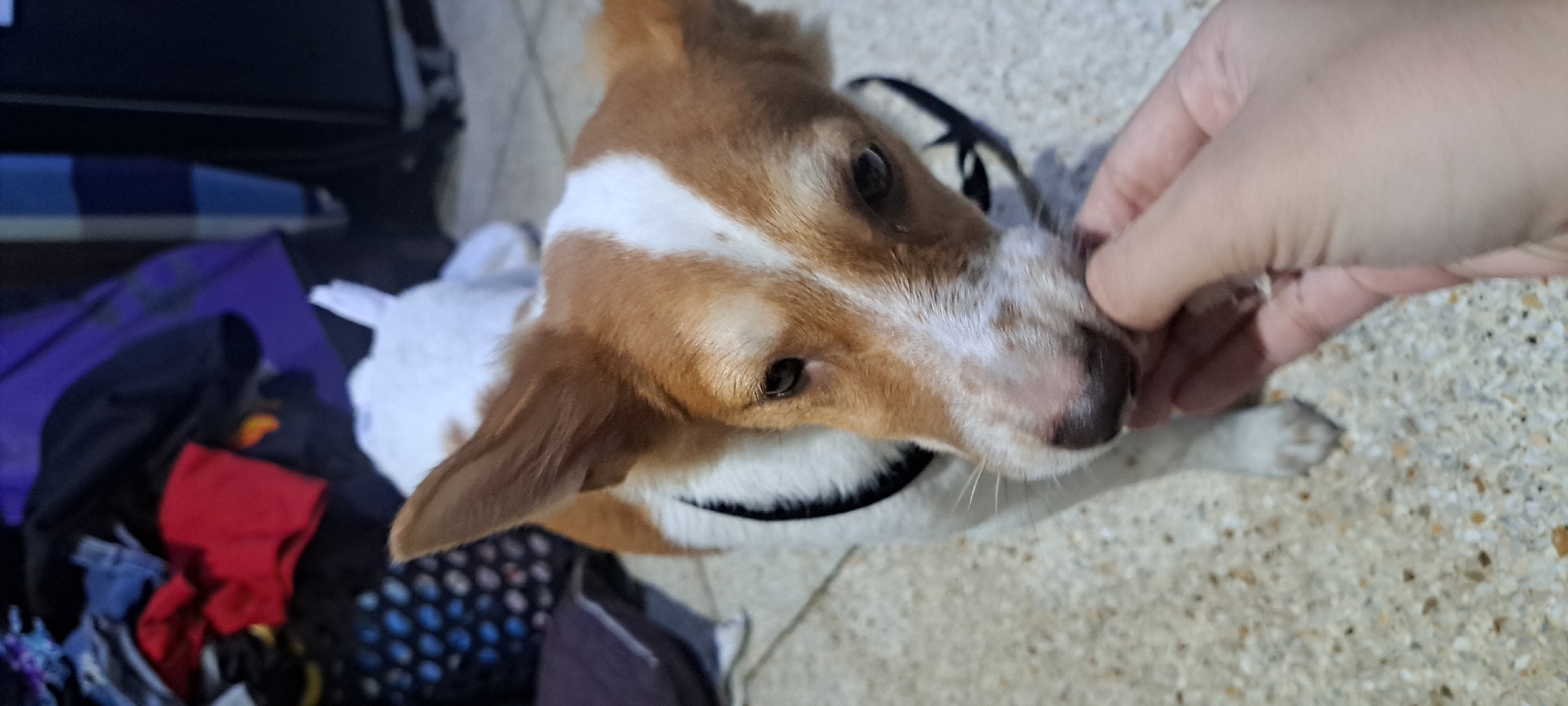 In a domestic indoor setting, likely within a residential apartment or house in Mandaluyong, Philippines, a medium-sized dog with brown and white fur is being fed a treat by a person's hand. The dog is standing and looking down at the treat, its nose and mouth in close proximity to the fingers. The dog is wearing a black collar. In the background, there are piles of clothes and what appears to be furniture, including a dark-colored appliance or cabinet. The floor is tiled. The lighting suggests an indoor environment with artificial light.