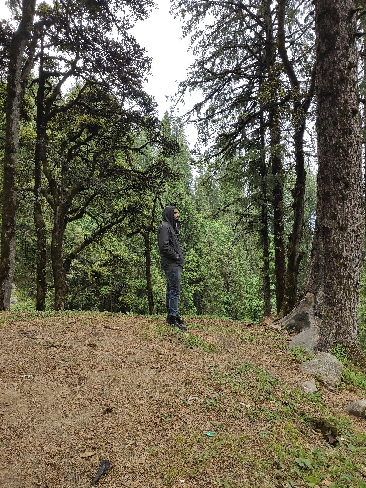 A solitary individual stands in a forest clearing, facing right and looking into the dense foliage. The person is wearing a dark hooded jacket and blue jeans. The ground beneath is a mix of dry pine needles, dirt, and sparse green grass. Behind the individual, towering trees with textured bark and branches draped in moss dominate the scene. The background reveals a thick, verdant forest canopy extending into the distance under an overcast sky. The overall impression is one of a natural, somewhat wild environment, potentially in a mountainous region like Vashisht, India, given the dense, moss-covered trees and the presence of pine needles on the ground.
