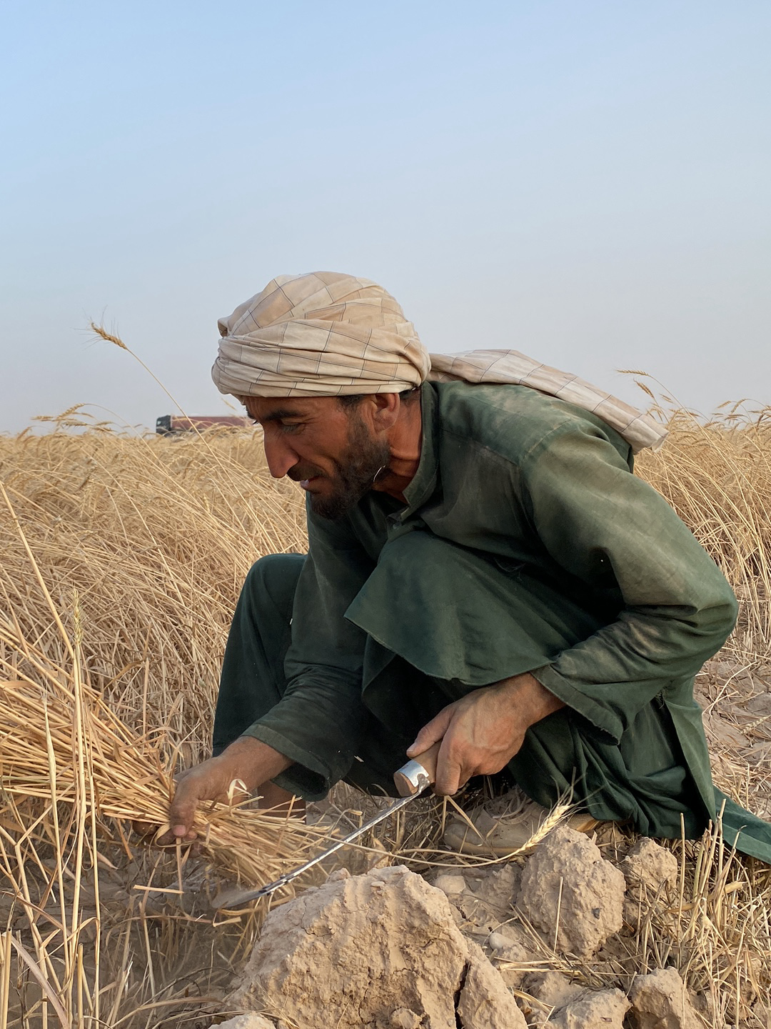 In Alaqadari Daman, Afghanistan, a man is shown kneeling in a field of dry wheat. He is wearing a tan turban and a loose-fitting green robe, and he is crouched low to the ground, gathering a bundle of wheat stalks with his left hand. In his right hand, he holds a sickle with a metal blade, which he is using to cut the wheat. The ground around him is dry and cracked, with small clumps of soil visible. A truck is visible in the distance on the horizon. The sky is light blue and cloudless.