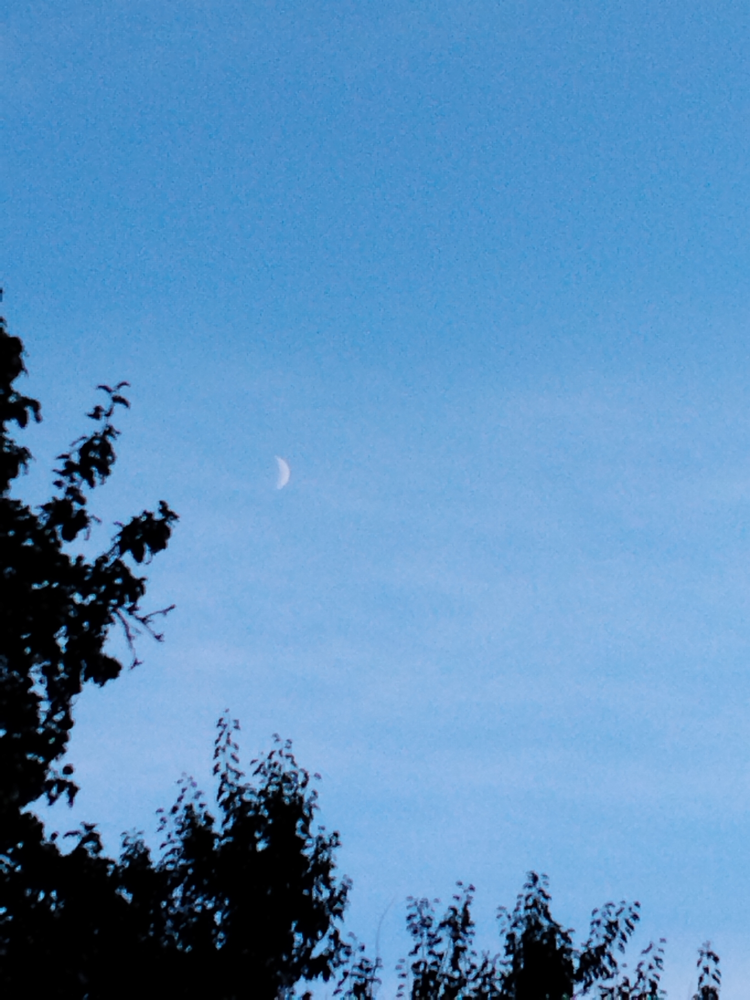 The image depicts a twilight sky with a crescent moon visible. Silhouettes of tree branches and foliage are prominent in the foreground and bottom of the frame, suggesting an outdoor, natural setting within Ustyvytsia, Ukraine. The sky is a gradient of blue, transitioning from a lighter hue at the top to a slightly deeper shade towards the horizon, with faint wispy clouds. There are no people or visible structures in the image. The overall impression is one of a serene evening in a rural or semi-rural environment.