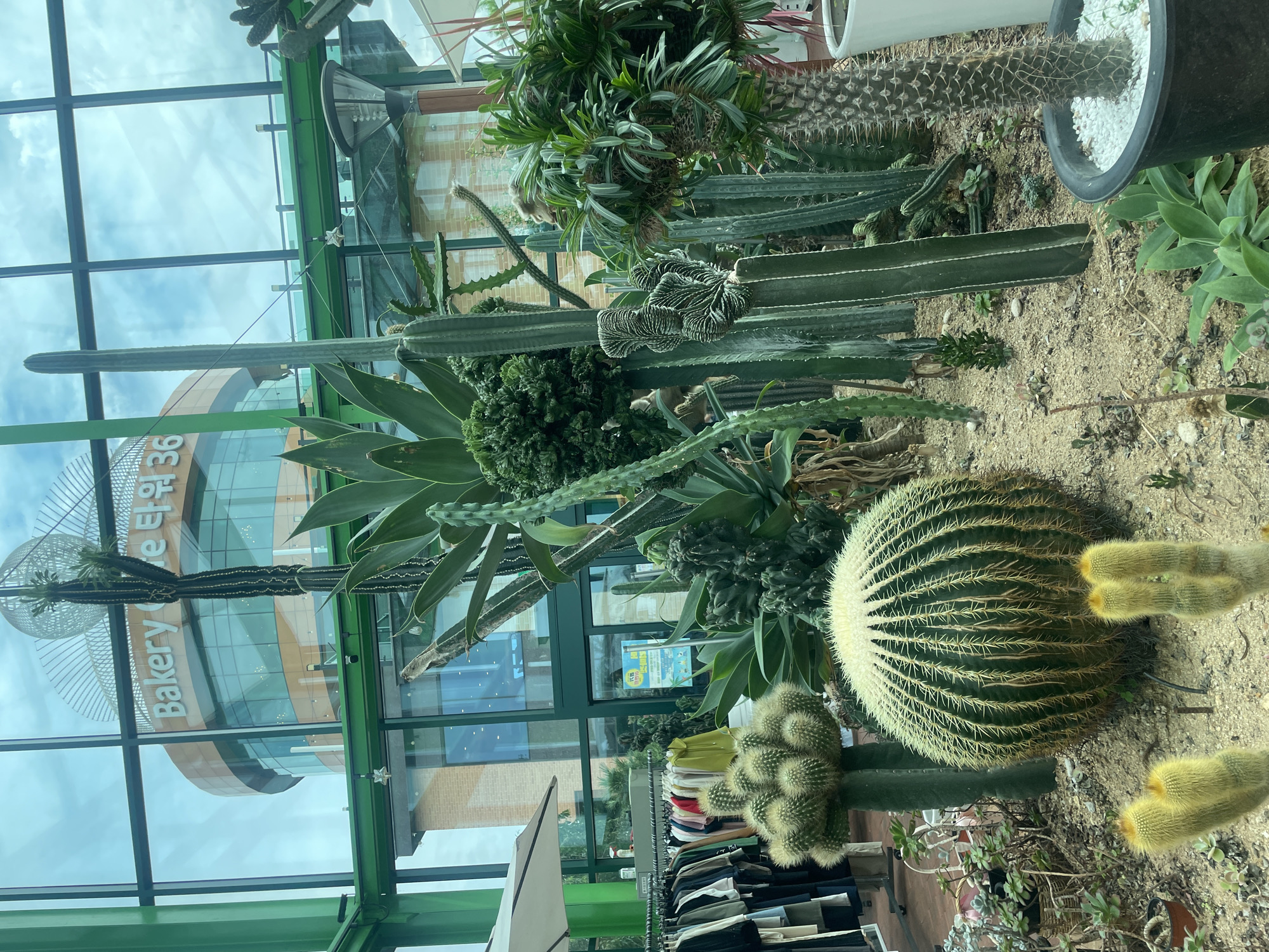 The image depicts an indoor botanical garden, likely a conservatory or greenhouse, located in Ansan, South Korea. A prominent circular building with signage reading "Bakery 36" is visible through a large glass facade, suggesting the botanical garden is part of or adjacent to a commercial establishment. The garden features a diverse collection of succulents and cacti, including a large golden barrel cactus, a cluster of moon cactus, and various tall columnar cacti. The ground is covered in sand and small pebbles. To the left, racks of clothing are visible, indicating a retail space, and a white umbrella is partially in view. The environment is well-lit, with natural light streaming through the glass ceiling and walls, creating a bright and airy atmosphere. No people are visible in the frame.