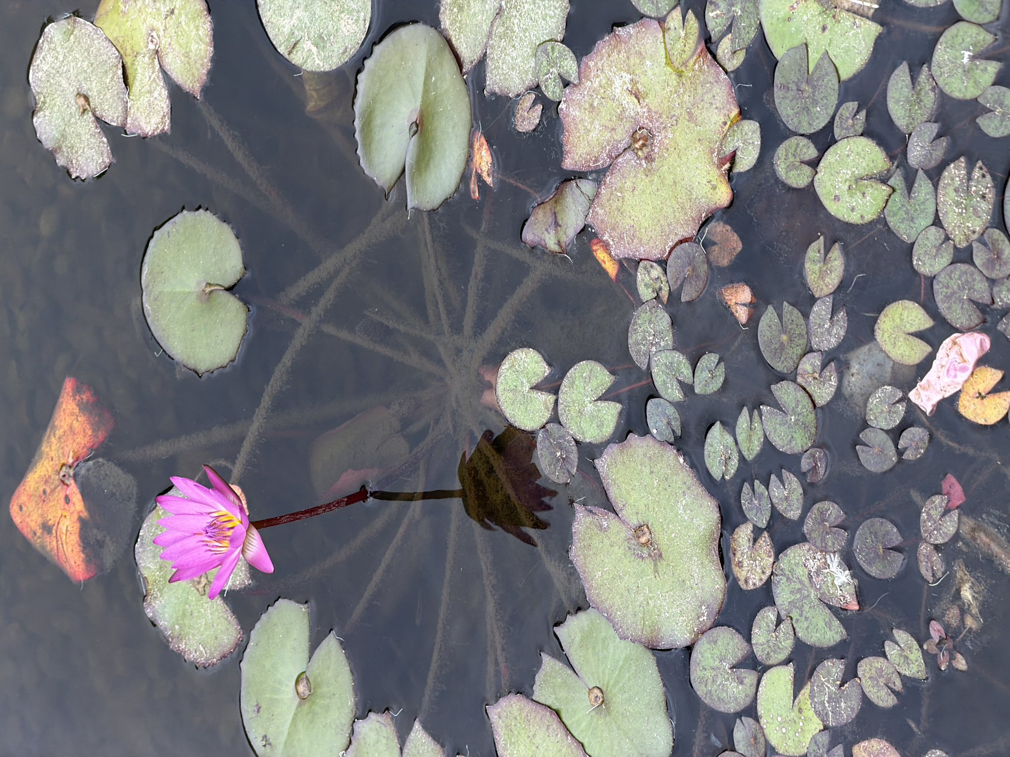 The image is a top-down view of a pond or body of water covered with lily pads. A vibrant pink water lily bloom is prominent in the lower left corner. The pond appears to be located in the city of Tel-Aviv, Israel. The lily pads vary in size, shape, and color, ranging from small, rounded green pads to larger, irregularly shaped pads with brownish edges. There is what appears to be a dead leaf floating near the flower. Fine, submerged plant material is visible through the dark water. The stem of the water lily is also visible. The reflection of a bud on the water is also present.