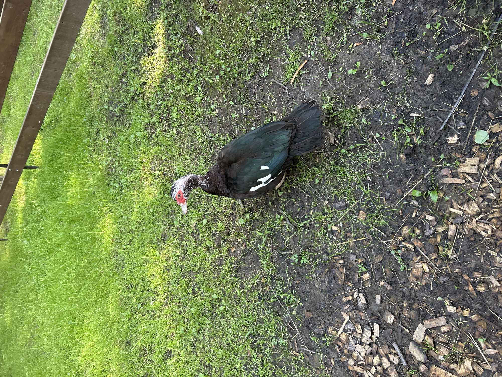 A Muscovy duck with black and white plumage and a red warty face stands on a patch of ground in Lapshinka, Russia. The ground is a mix of green grass, dark soil, and wood chips. To the left of the duck, a wooden fence runs along the edge of the frame. The duck is facing towards the left, with its head lowered. The lighting suggests it is daytime, and the shadows indicate a sunny or partly sunny day. The scene appears to be outdoors in a rural or semi-rural setting, possibly a yard or park. There is no visible text in the image.