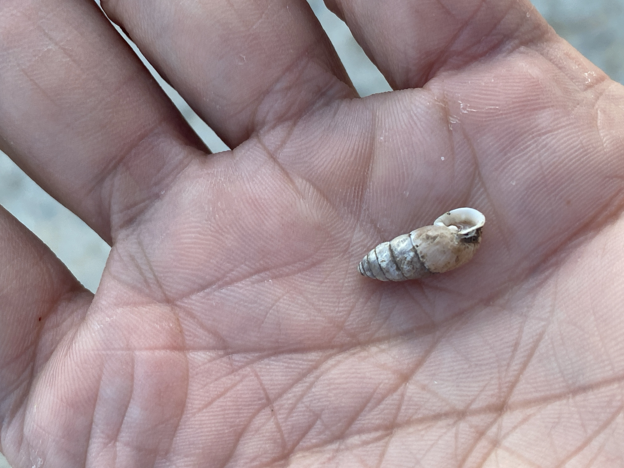 A close-up, overhead shot shows a hand holding a small, spiral seashell on a sandy surface. The hand is positioned to reveal the palm, with lines and fingerprints clearly visible. The seashell, primarily light brown and gray with white accents, rests in the center of the palm. The background is out of focus, but appears to be a light-colored, granular surface, likely sand. There is no information about the location in Cairaclia, Moldova, as this is not discernible from the image.