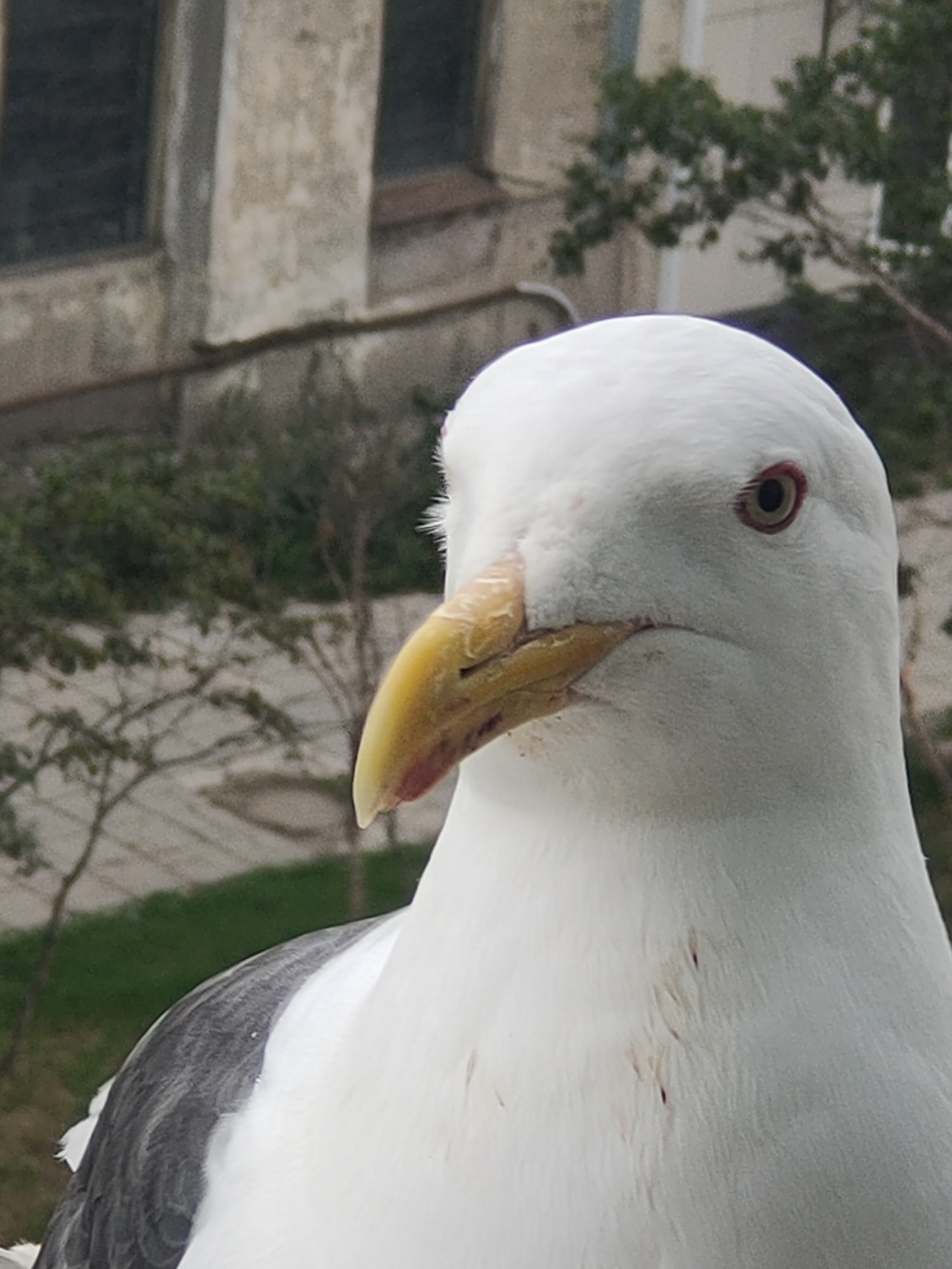 A close-up, eye-level, medium shot captures a seagull's head and upper chest. The bird's white feathers are prominent, with dark gray and white striped wings visible on the left. Its yellow beak has a reddish-brown tip. The seagull's right eye, with a reddish-brown iris and a dark pupil, is clearly visible. The background is softly blurred, showing a pale, weathered building with dark rectangular windows and some green foliage. The scene appears to be outdoors, possibly in an urban or coastal environment.