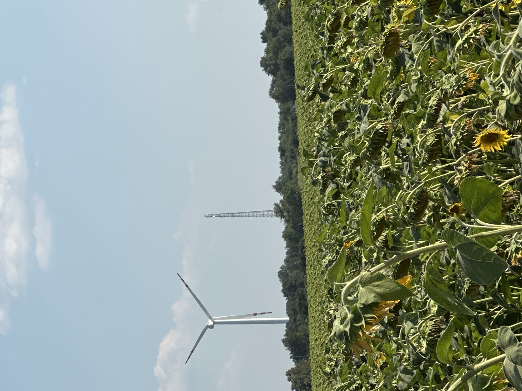 A wide shot captures a sun-drenched sunflower field in Korchivka, Ukraine, under a clear blue sky dotted with a few white clouds. In the middle distance, a tall wind turbine with white blades and red accents stands to the left of a slender telecommunications tower. A dense line of green trees forms a natural border behind the field. The foreground is dominated by a vast expanse of sunflowers, many with heads bowed and facing downwards, suggesting they are past their prime or heavy with seeds. The vibrant green stalks and leaves of the sunflowers create a lush carpet, with a few bright yellow petals visible on some of the more upright flowers. The lighting suggests it is daytime, likely late afternoon, given the warm tones and gentle shadows. There are no people or animals visible in the scene.