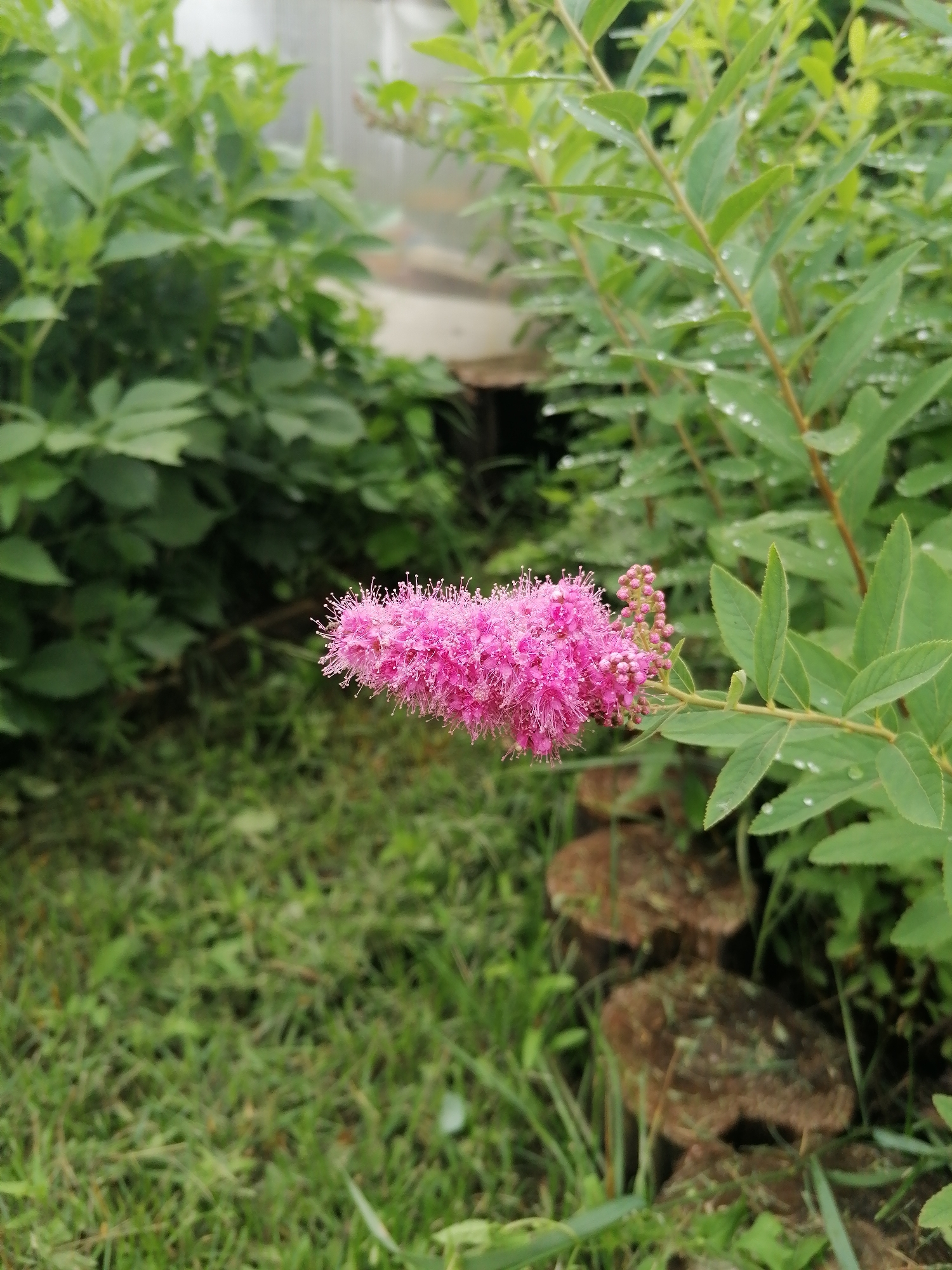 A cluster of pink, feathery flowers is in sharp focus in the foreground, extending from a green leafy branch. The branch, with small droplets of water on its leaves, is to the right of the frame. The background is a blur of green foliage, a hint of a structure, possibly a greenhouse, and brown circular objects in the grass. The scene appears to be outdoors in a garden setting, likely within the city of Мыльниково, Russia, given the provided context. No people or animals are visible in the image.