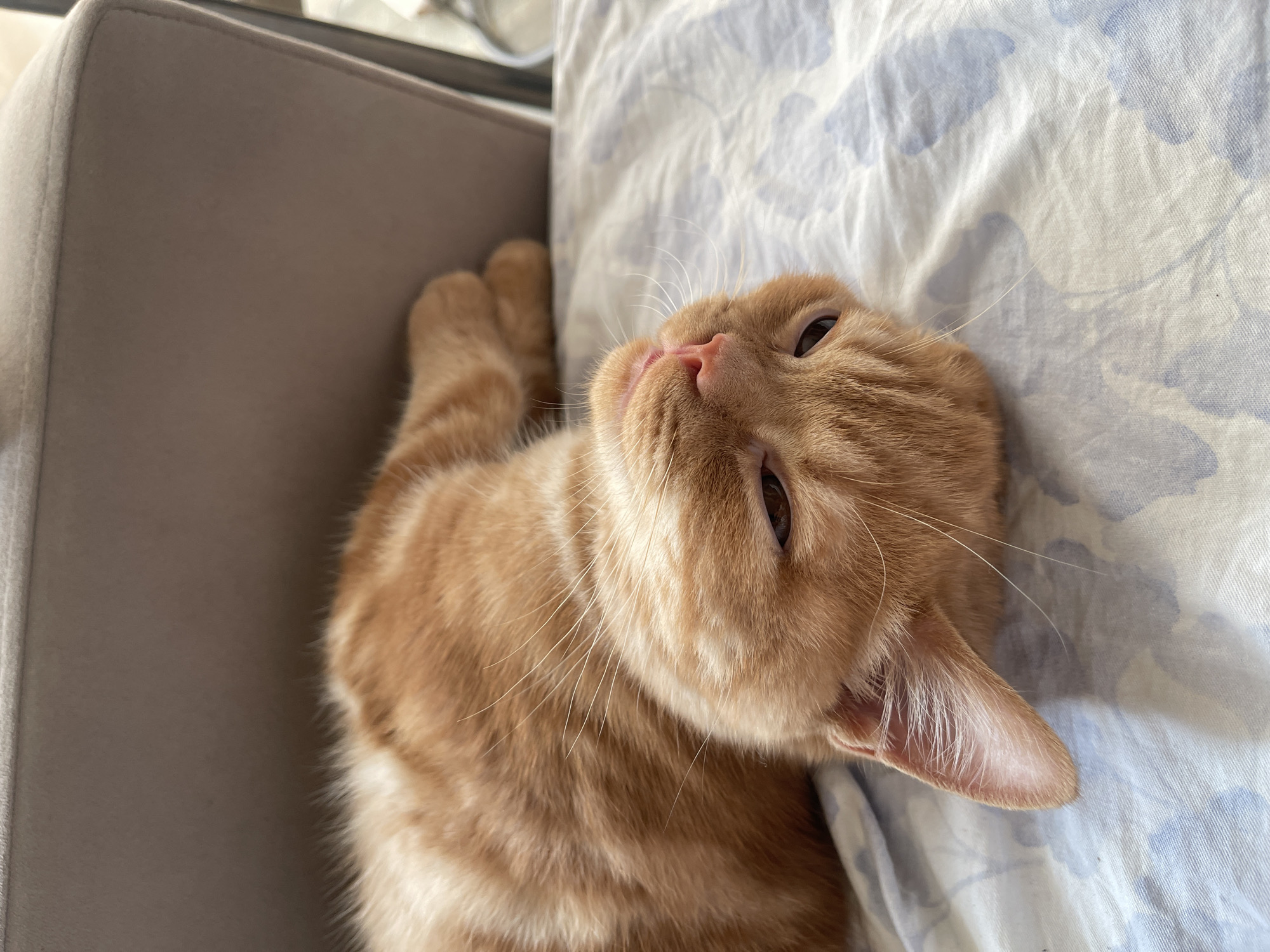 An orange tabby cat is lying on its back on a white and blue floral patterned duvet. The cat's head is tilted to the left, and its eyes are partially closed, giving it a sleepy appearance. Its paws are tucked in near its chest. Behind the cat, a portion of a grey upholstered chair is visible. The lighting suggests it is daytime, possibly indoors near a window. The image does not provide any information about the location in the city of Kommunarka, Russia.