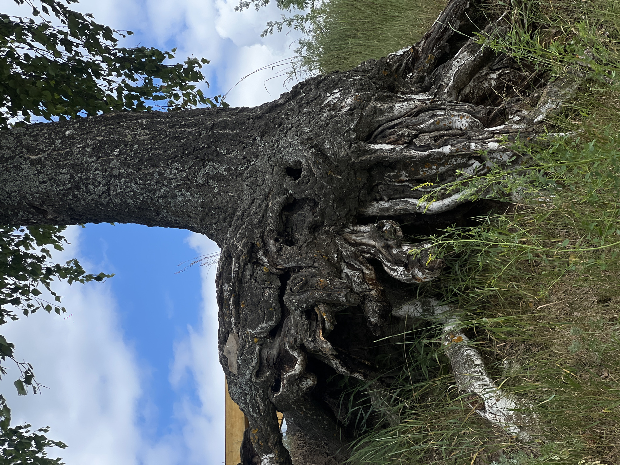 An upward-angle, medium shot captures the gnarled, exposed root system of a large birch tree. The thick, dark bark of the tree trunk is textured with white patches, and the roots twist and turn, forming hollows and crevices. The tree is surrounded by tall green grass and some smaller, fallen birch branches. In the background, a bright blue sky with scattered white clouds is visible, along with the top of a wooden fence. The image does not contain any people or evidence of a crime. This scene is located in the city of Pigozino, Russia.