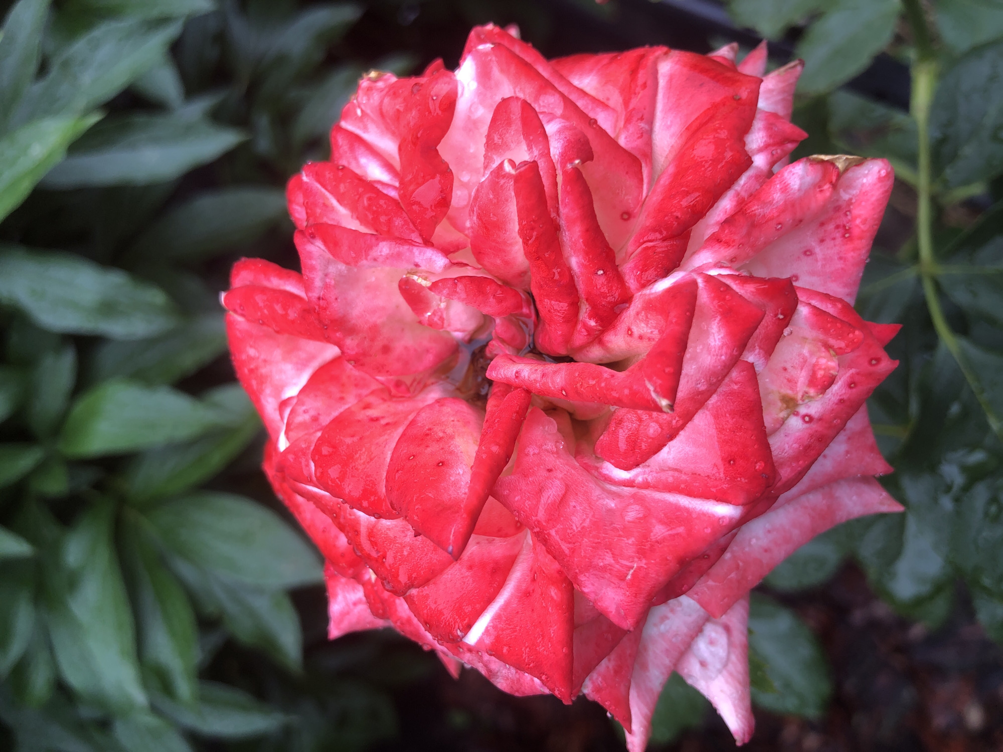 A close-up, top-down view captures a vibrant, bi-colored rose, predominantly red with streaks of white, set against a softly blurred background of dark green leaves. The rose's petals are tightly furled, revealing intricate layers and subtle water droplets clinging to their surfaces. The lighting is diffused, suggesting an overcast day or shade, which highlights the delicate texture of the petals and the dew-kissed effect. The overall impression is one of natural beauty and a moment captured in time within a garden or natural setting. The location is identified as Radomyshl, Ukraine.